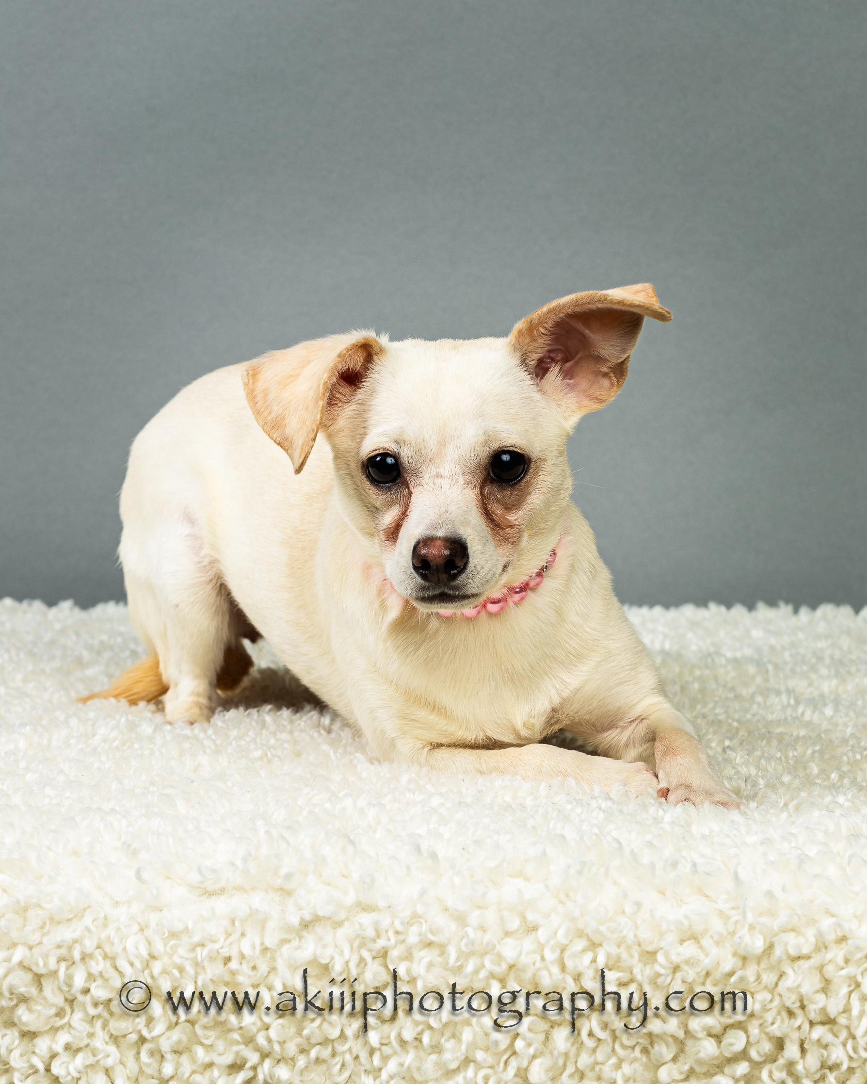Opal, a ADOPTABLE Chihuahua in Plano, TX image 6/6