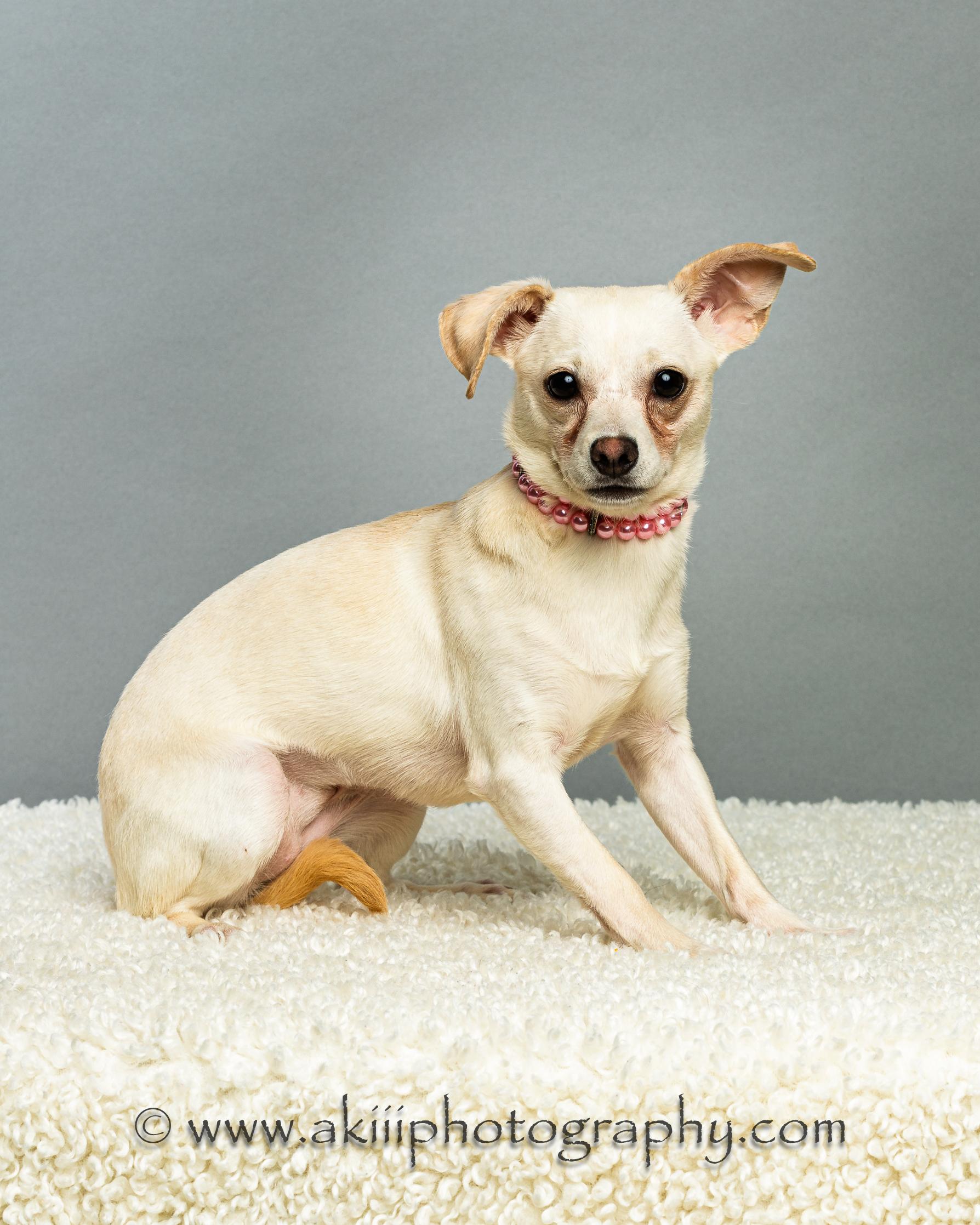 Opal, a ADOPTABLE Chihuahua in Plano, TX image 3/6