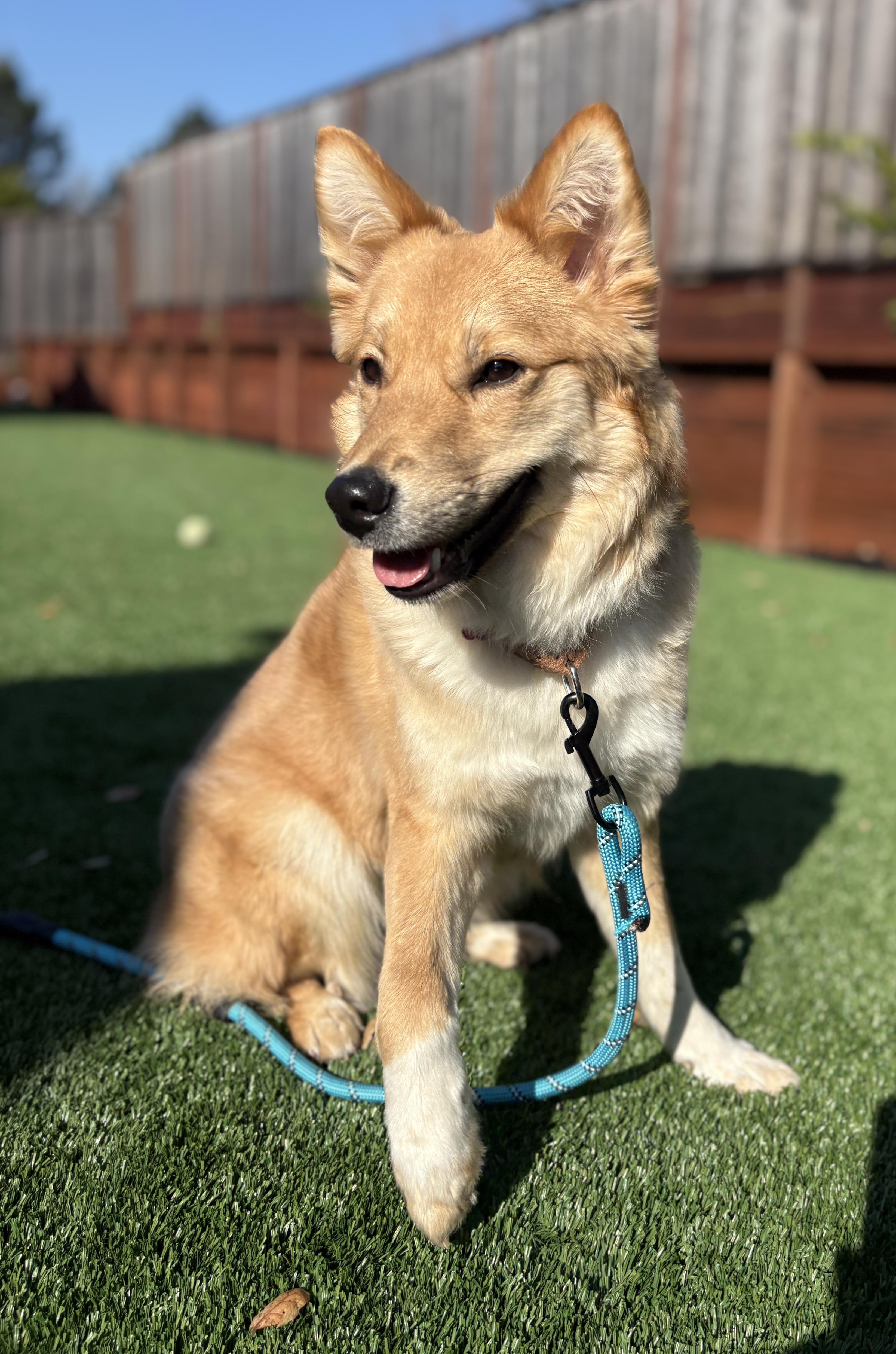 Dukja, ADOPTABLE, Young Female Jindo.