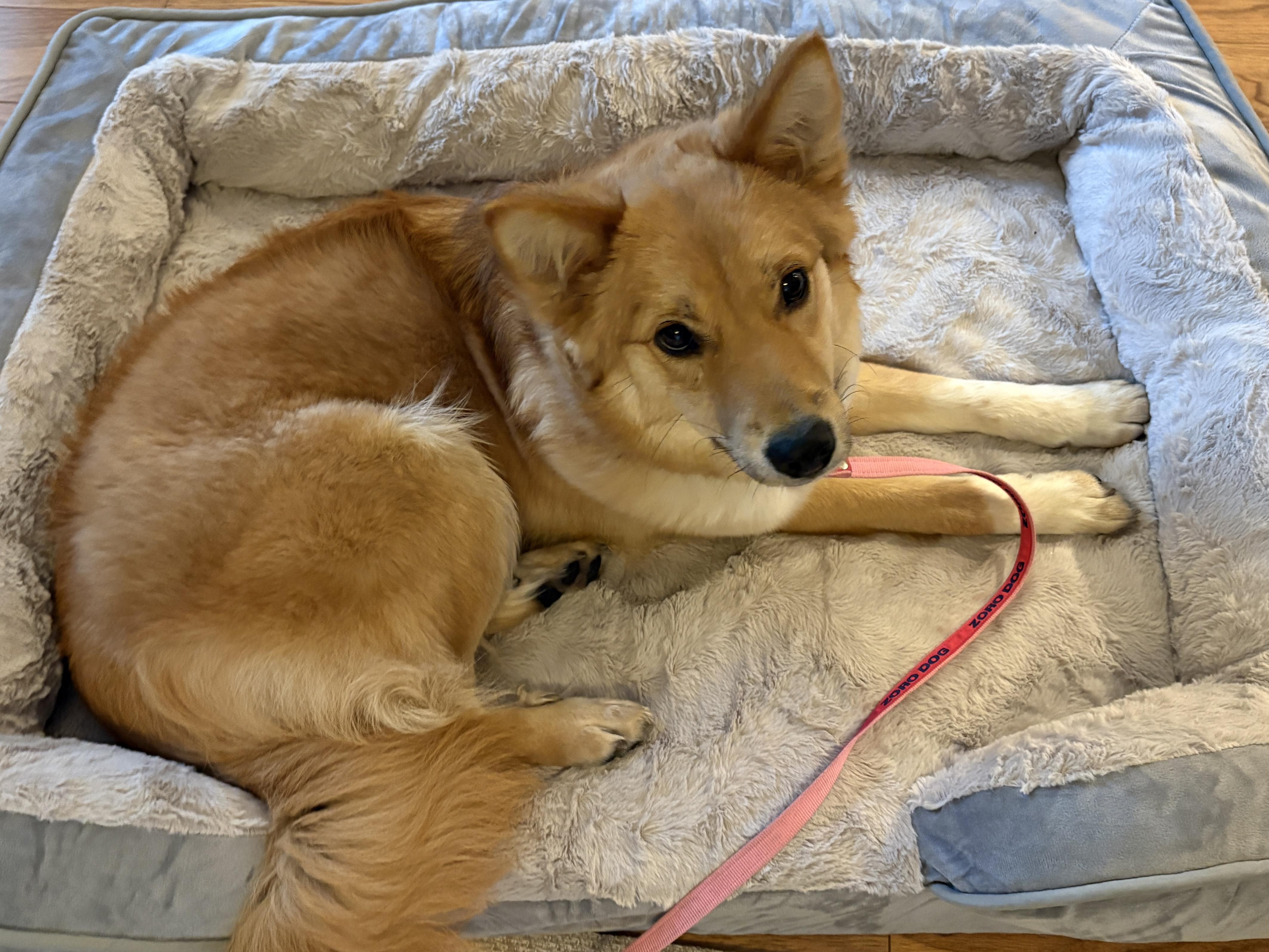 Dukja, a ADOPTABLE mixed breed in San Jose, CA image 4/4