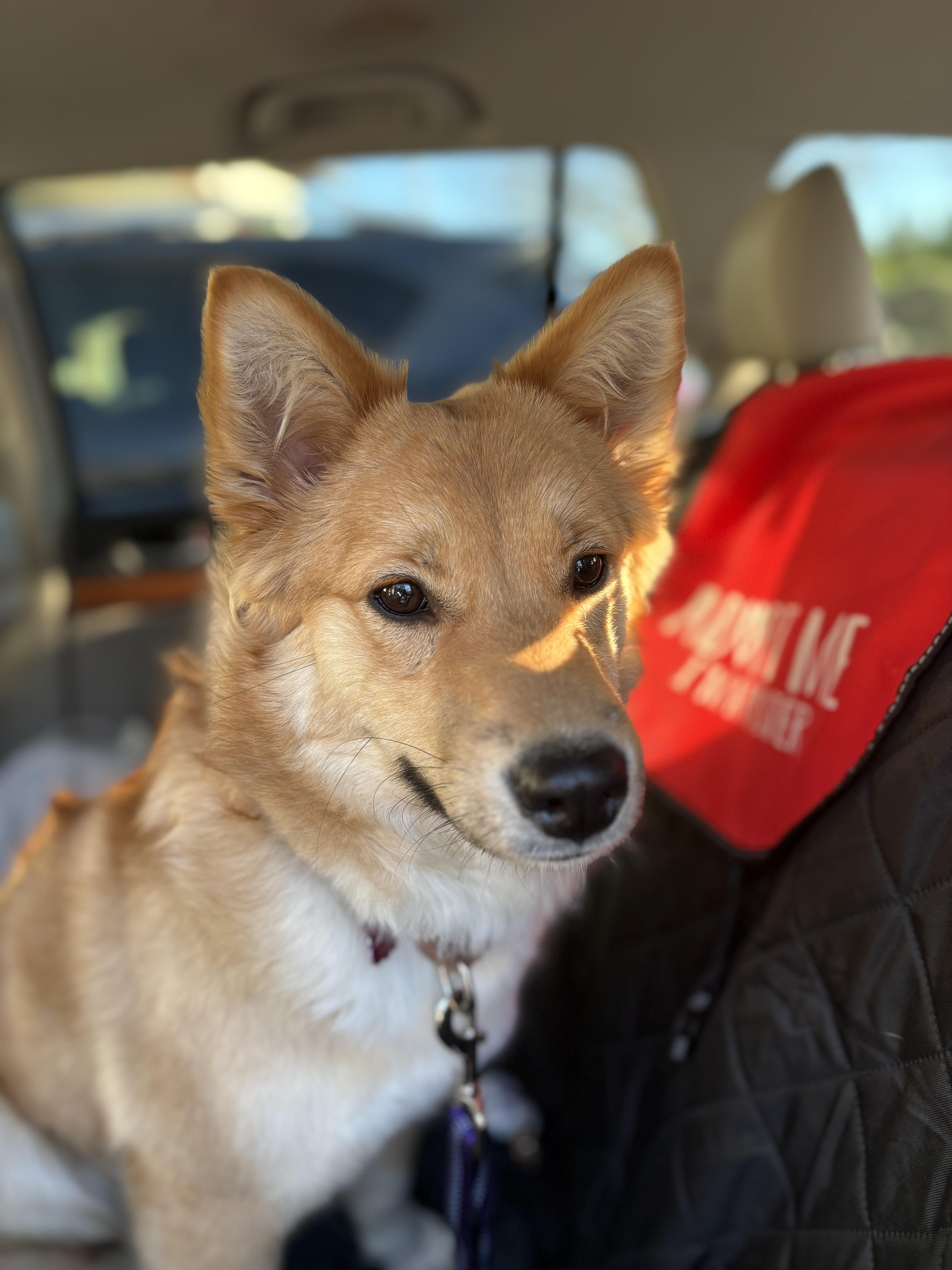 Dukja, a ADOPTABLE mixed breed in San Jose, CA image 3/4