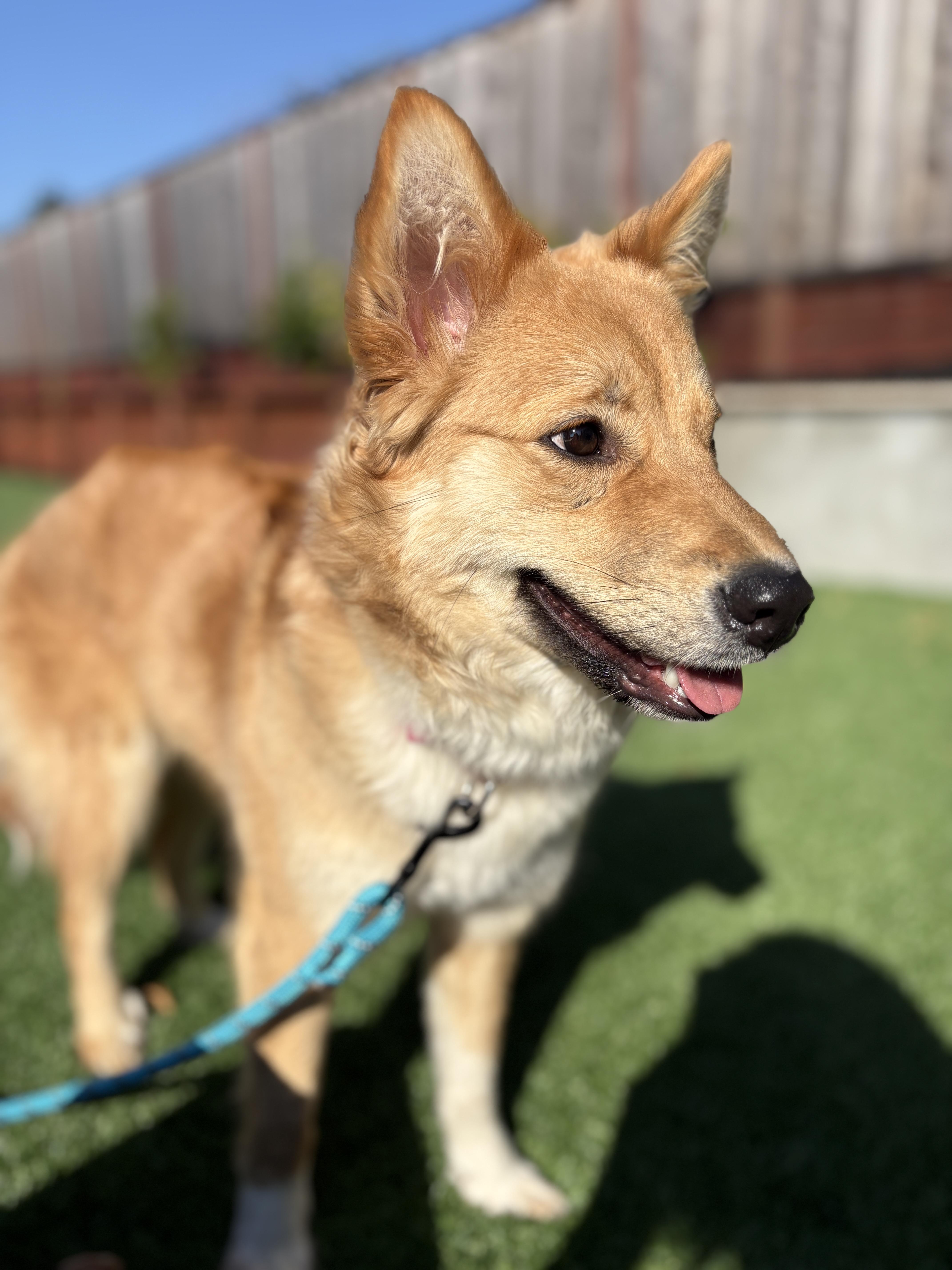 Dukja, a ADOPTABLE mixed breed in San Jose, CA image 2/4