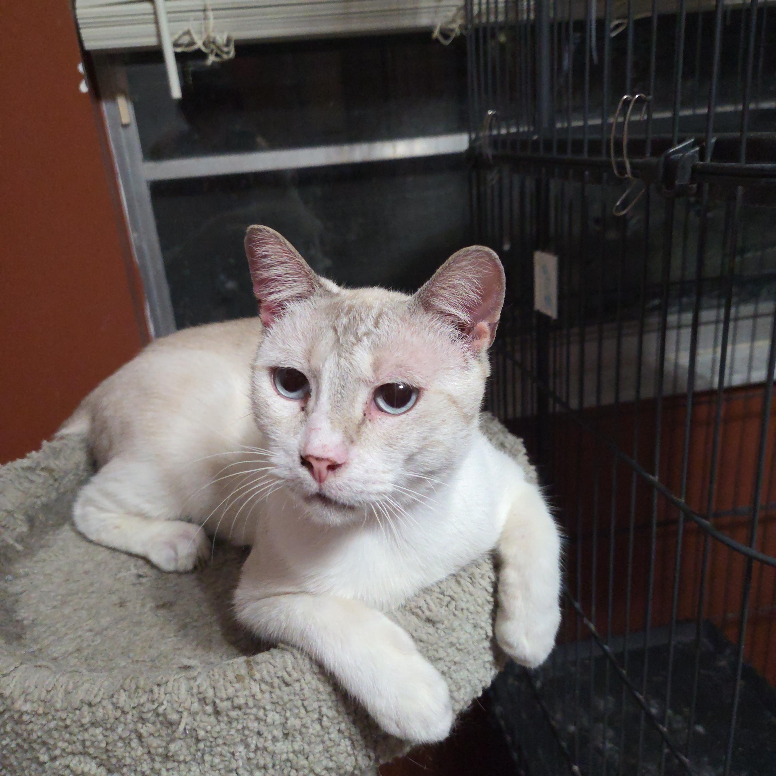 Link, Adoptable, Young Male Siamese.