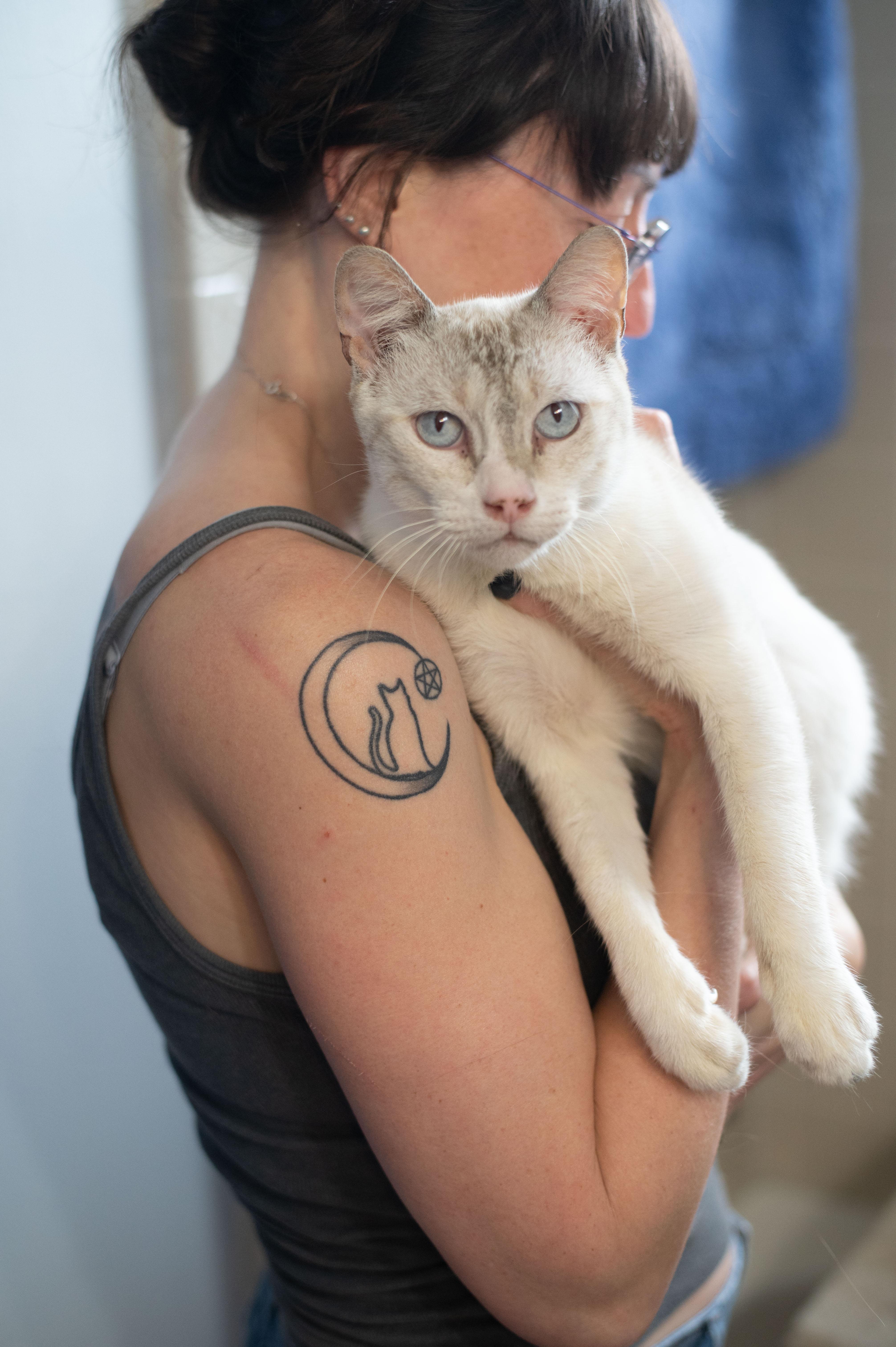 Link, a Adoptable mixed breed image 2/4