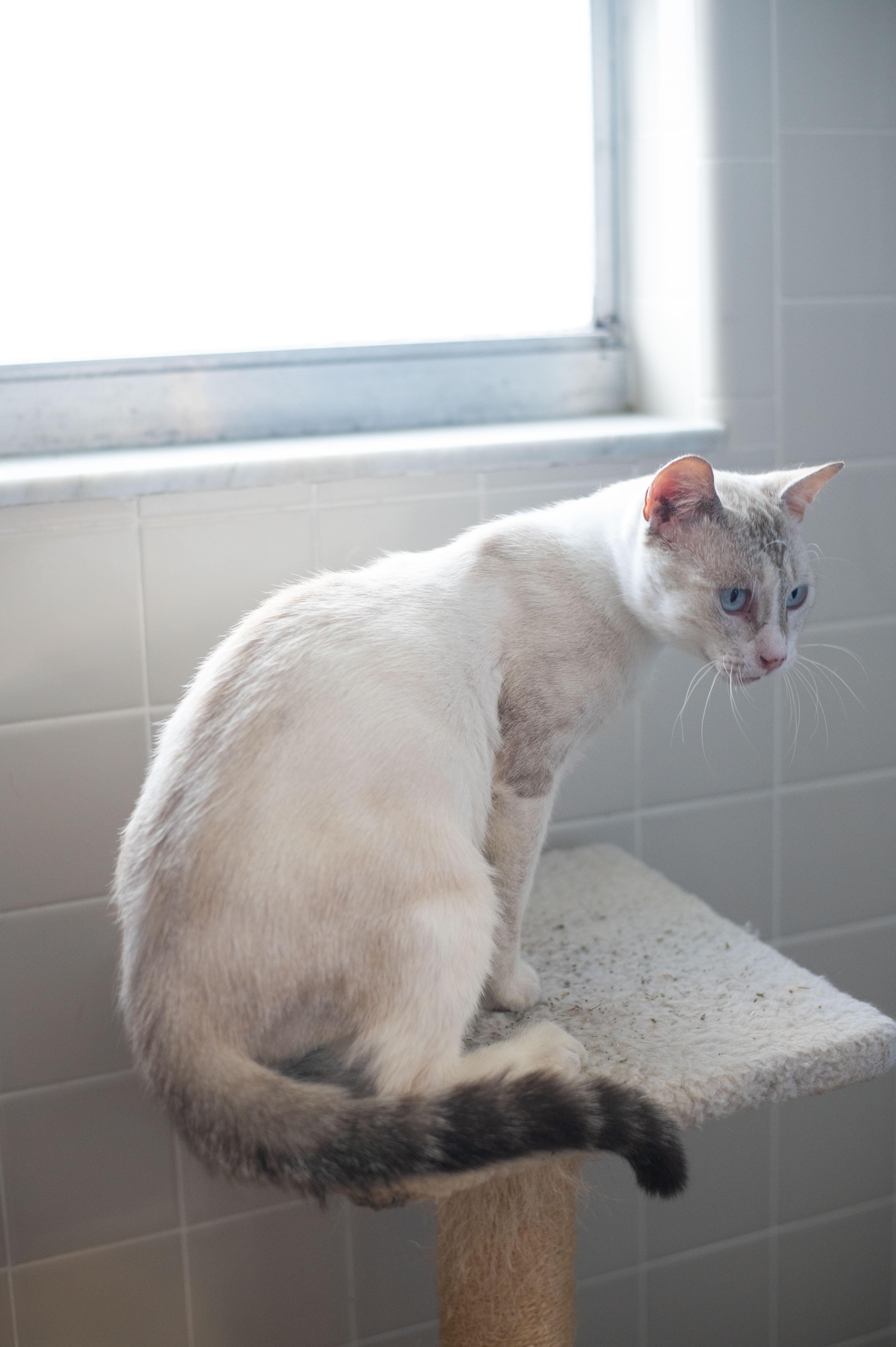 Link, a Adoptable mixed breed image 4/4