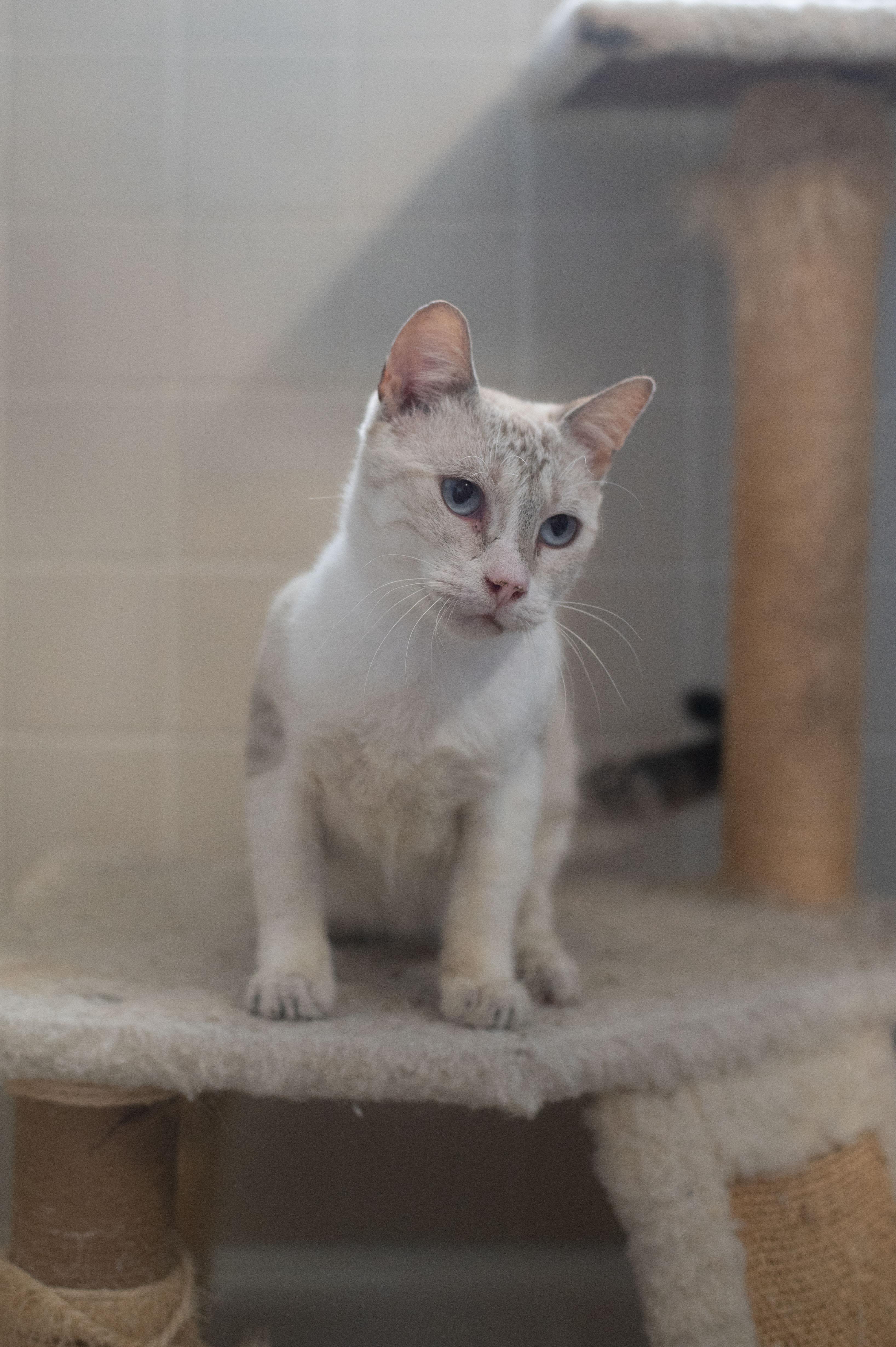 Link, a Adoptable mixed breed image 3/4