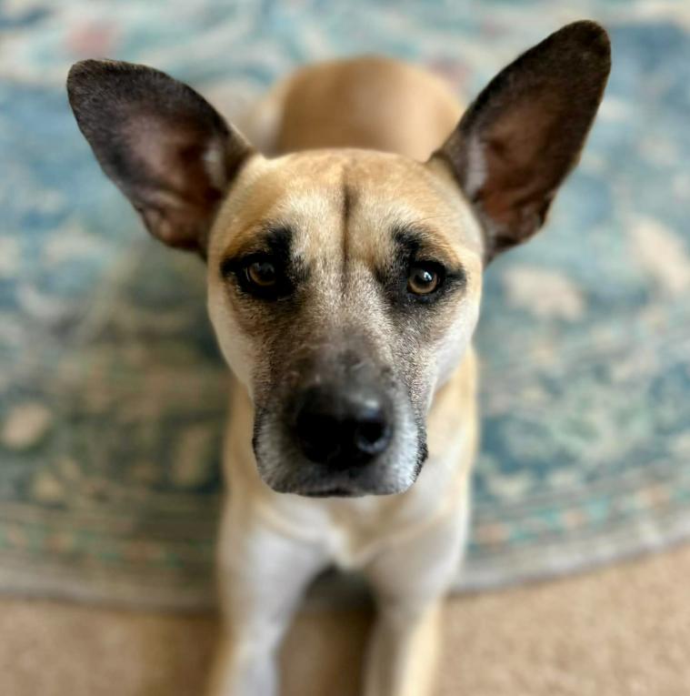 Debbie, ADOPTABLE, Adult Female German Shepherd Dog & Mixed Breed.