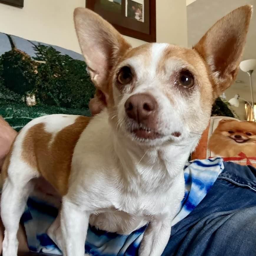 Enlarge Paris, a Adoptable Chihuahua in Middletown, OH image 1/2