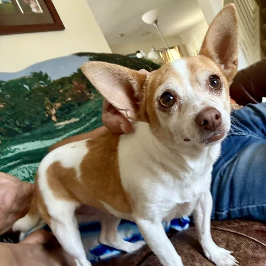 Enlarge Paris, a Adoptable Chihuahua in Middletown, OH image 2/2