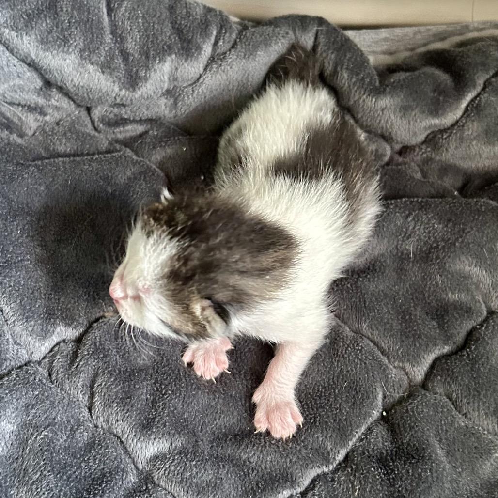 Wyatt, Adoptable, Kitten Male Domestic Short Hair.