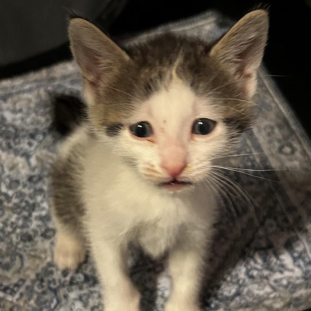 Wyatt, a Adoptable Domestic Short Hair in Othello, WA image 2/2