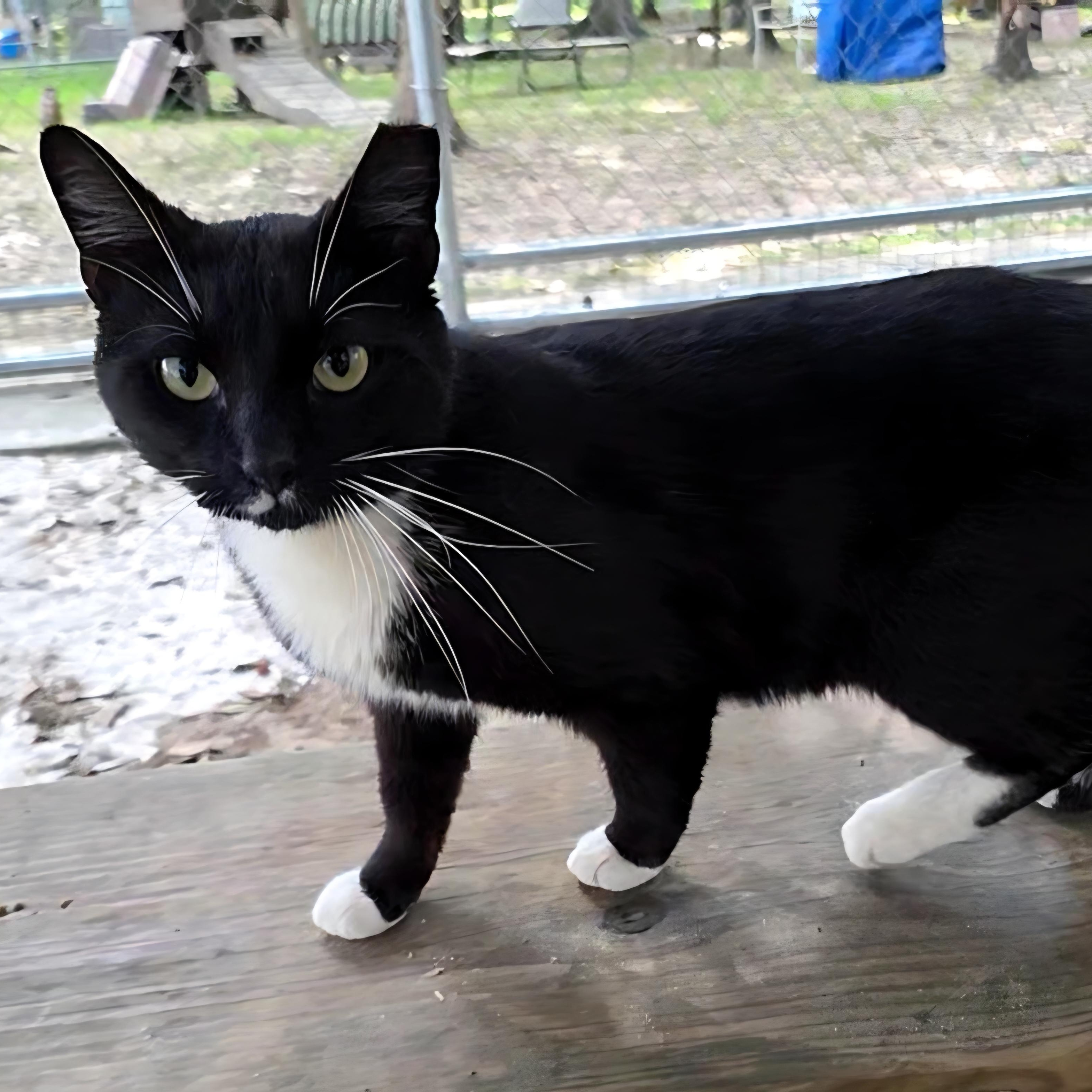 Rider, a Adoptable mixed breed in Farmington, CT image 2/5
