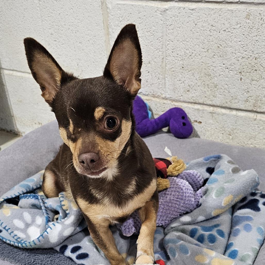 Enlarge Devina, a Adoptable Chihuahua in Midland, TX image 1/1