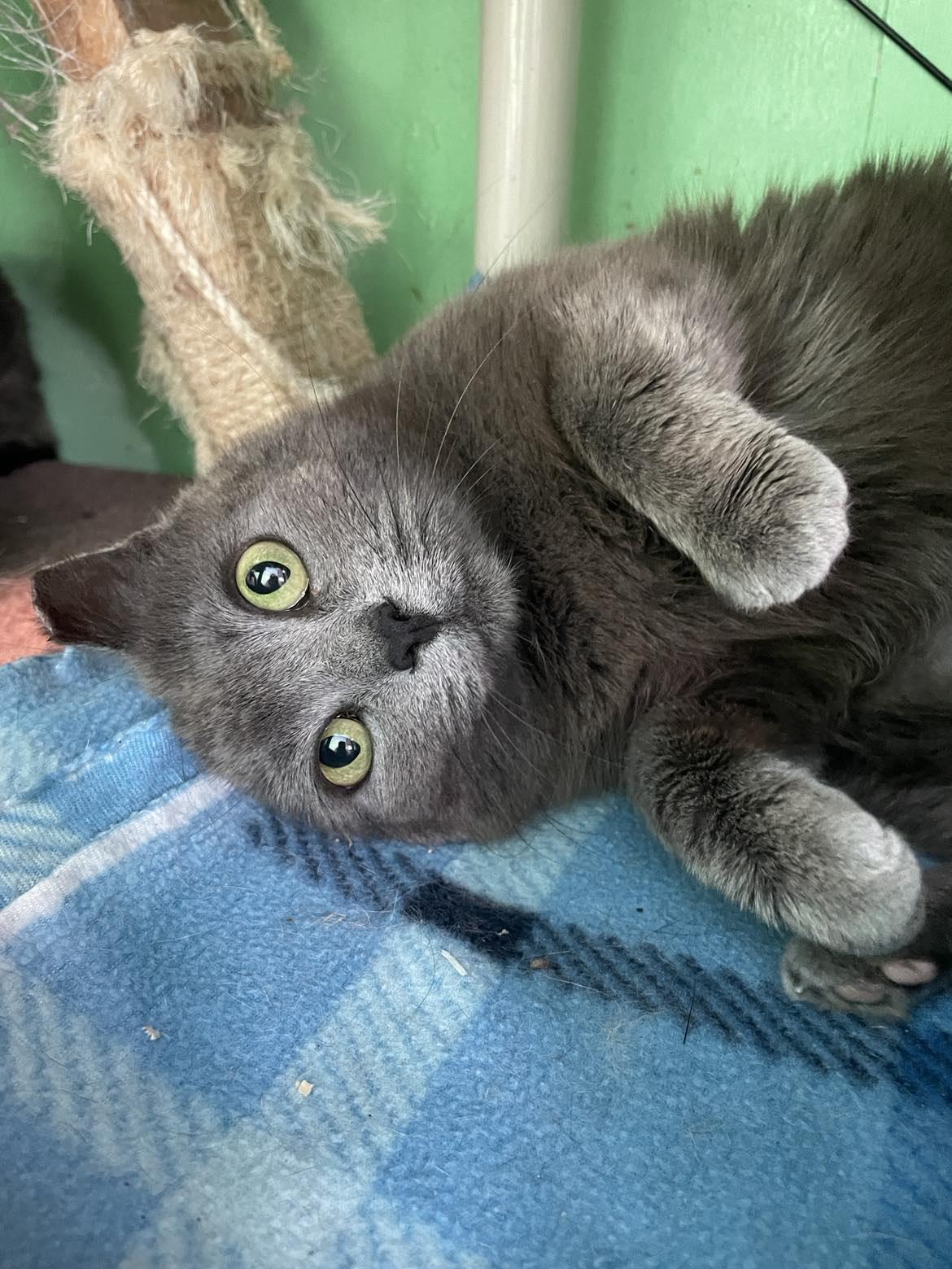 MONA, Adopted, Adult Female Domestic Short Hair & Russian Blue.