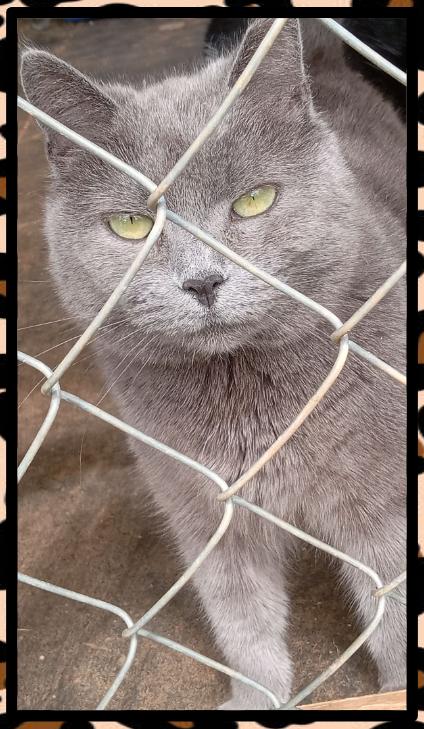 MONA, a Adopted mixed breed in Flint Hill, VA image 3/3