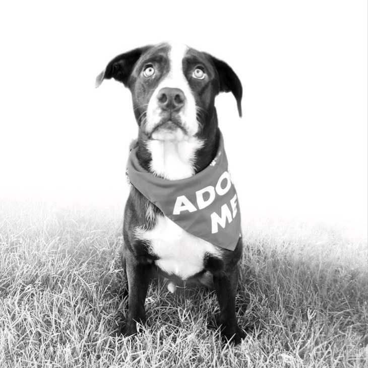 Dog for adoption Johnny, a Chocolate Labrador Retriever & Terrier Mix