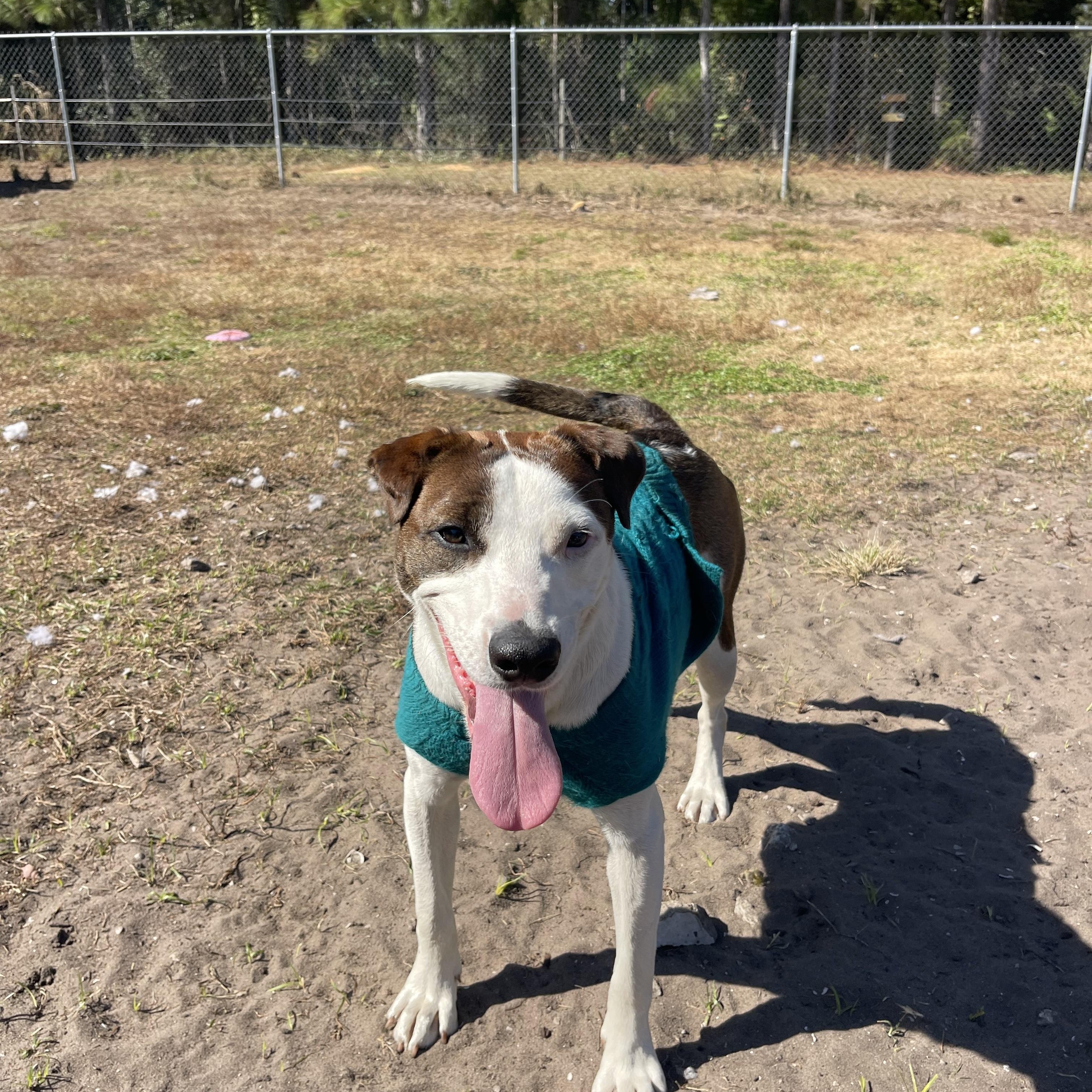 S’More, a ADOPTABLE mixed breed in Sebring, FL image 2/6