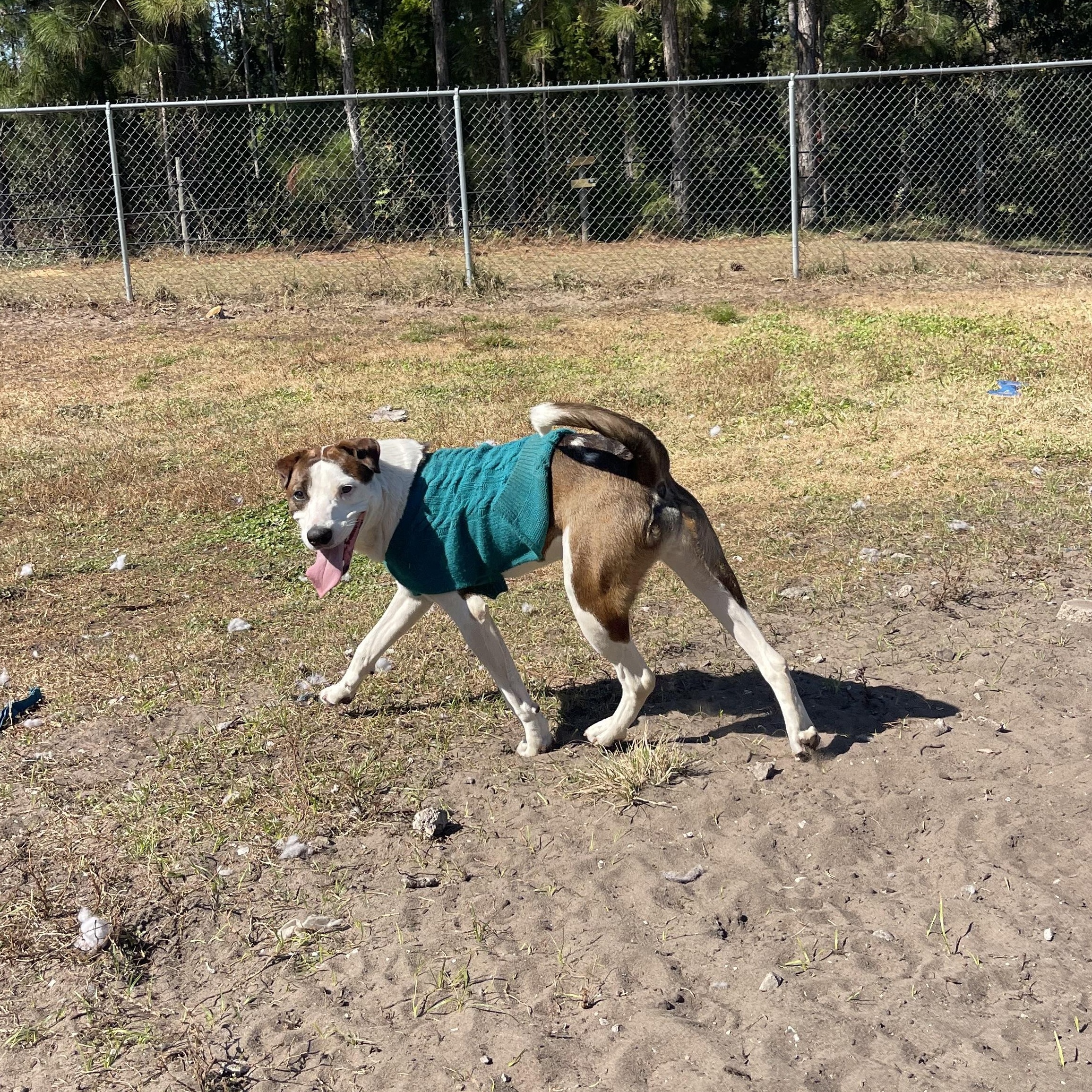 S’More, a ADOPTABLE mixed breed in Sebring, FL image 5/6