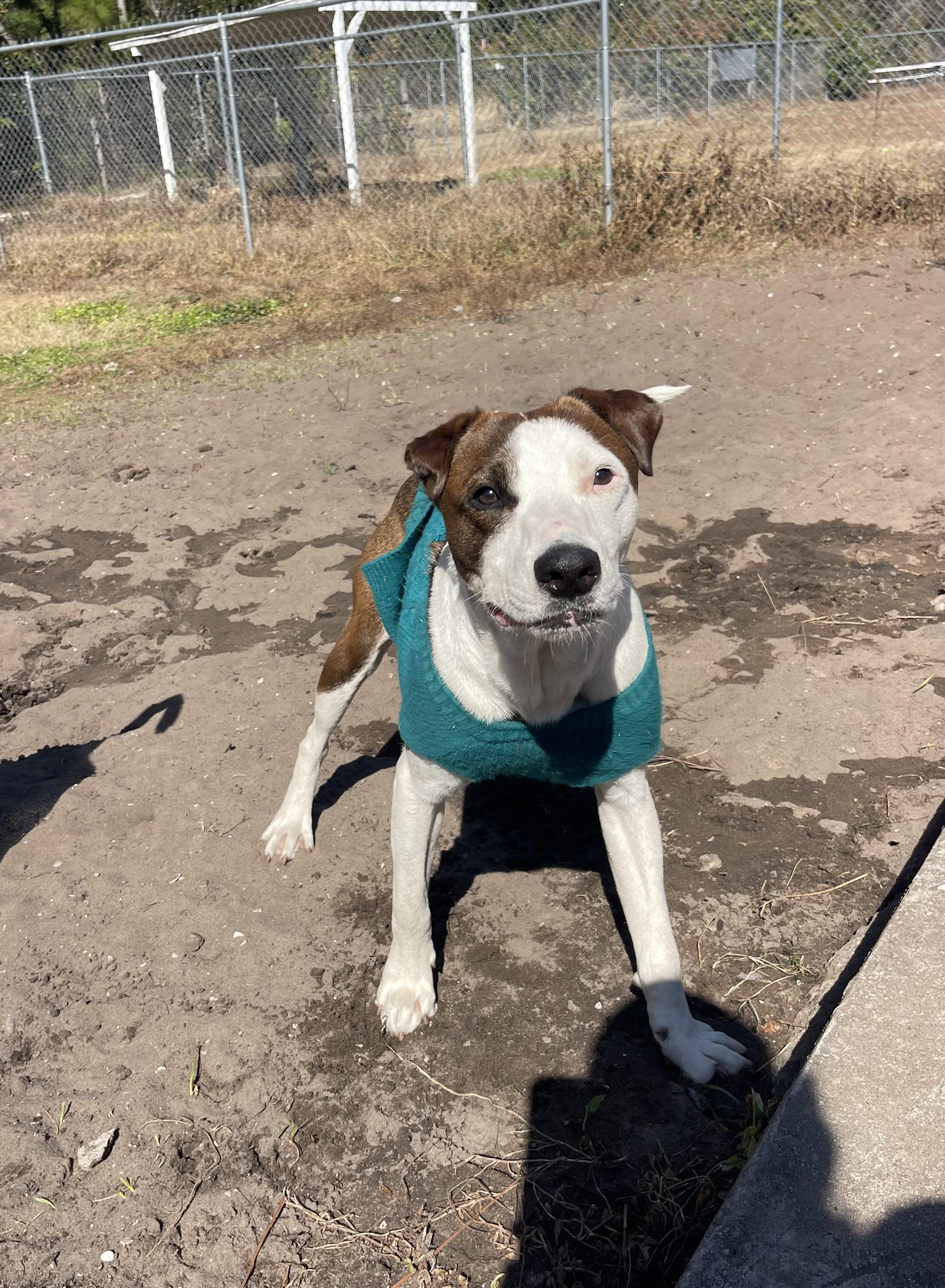 S’More, a ADOPTABLE mixed breed in Sebring, FL image 3/6