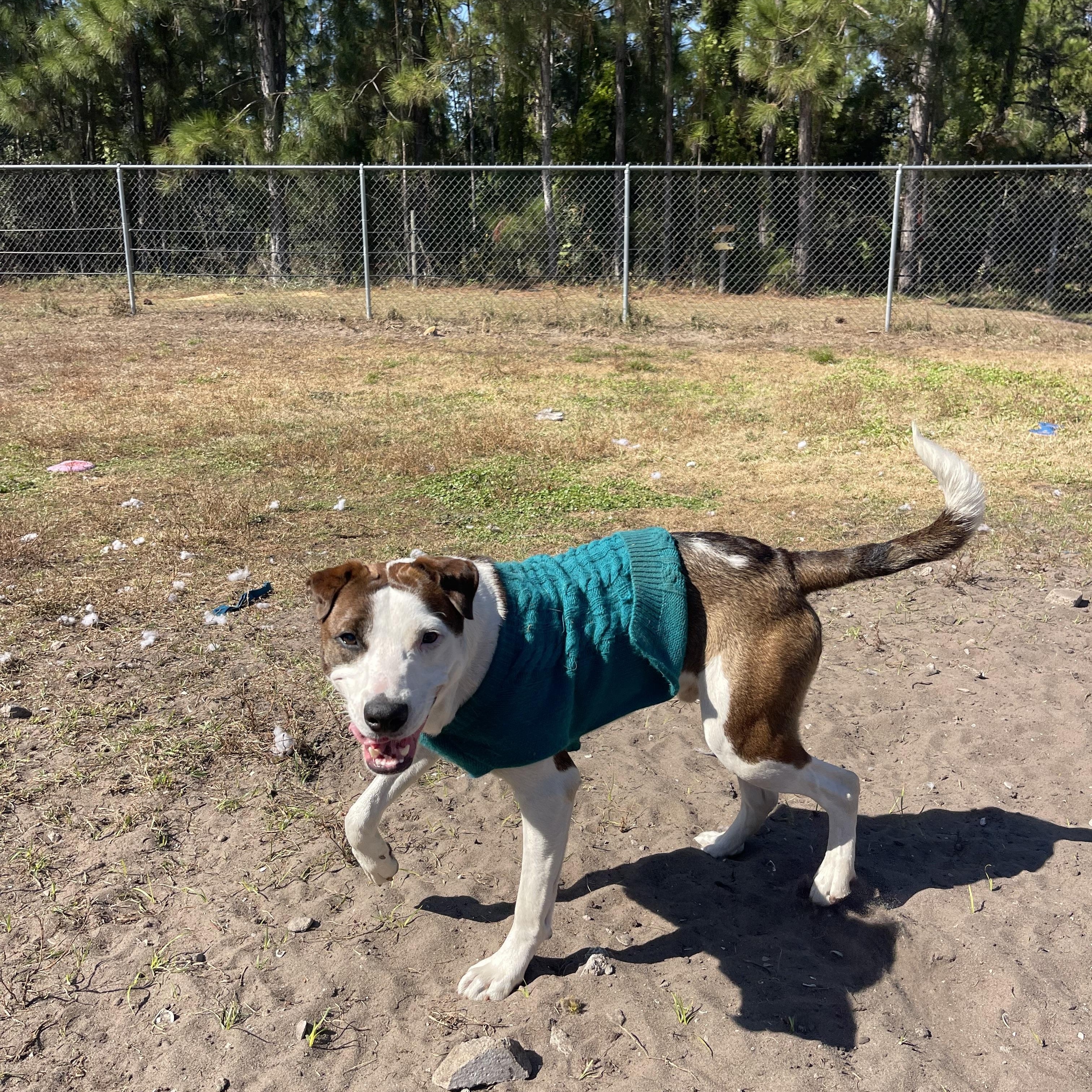 S’More, a ADOPTABLE mixed breed in Sebring, FL image 4/6
