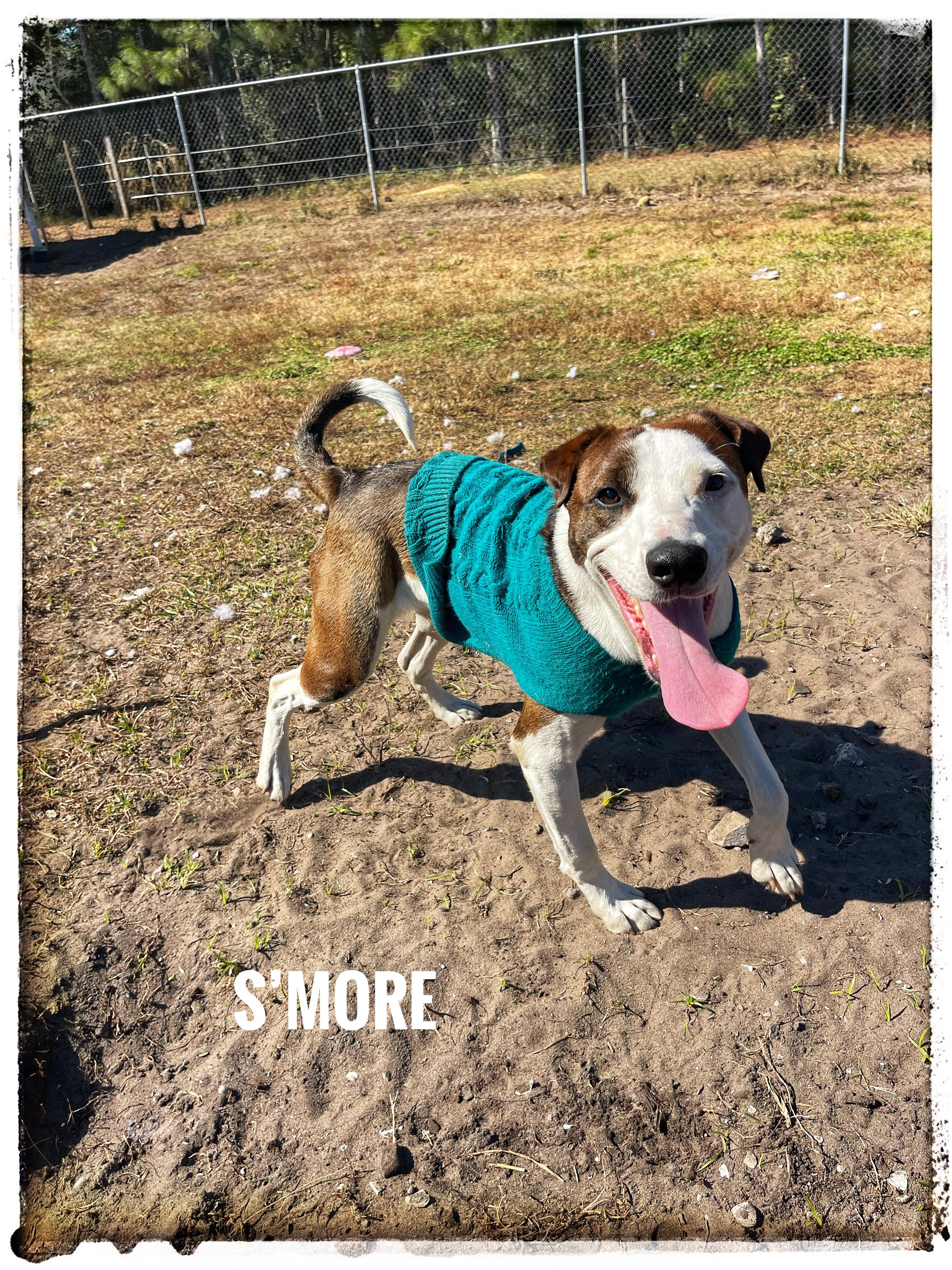 S’More, ADOPTABLE, Young Male Mountain Cur & Jack Russell Terrier.