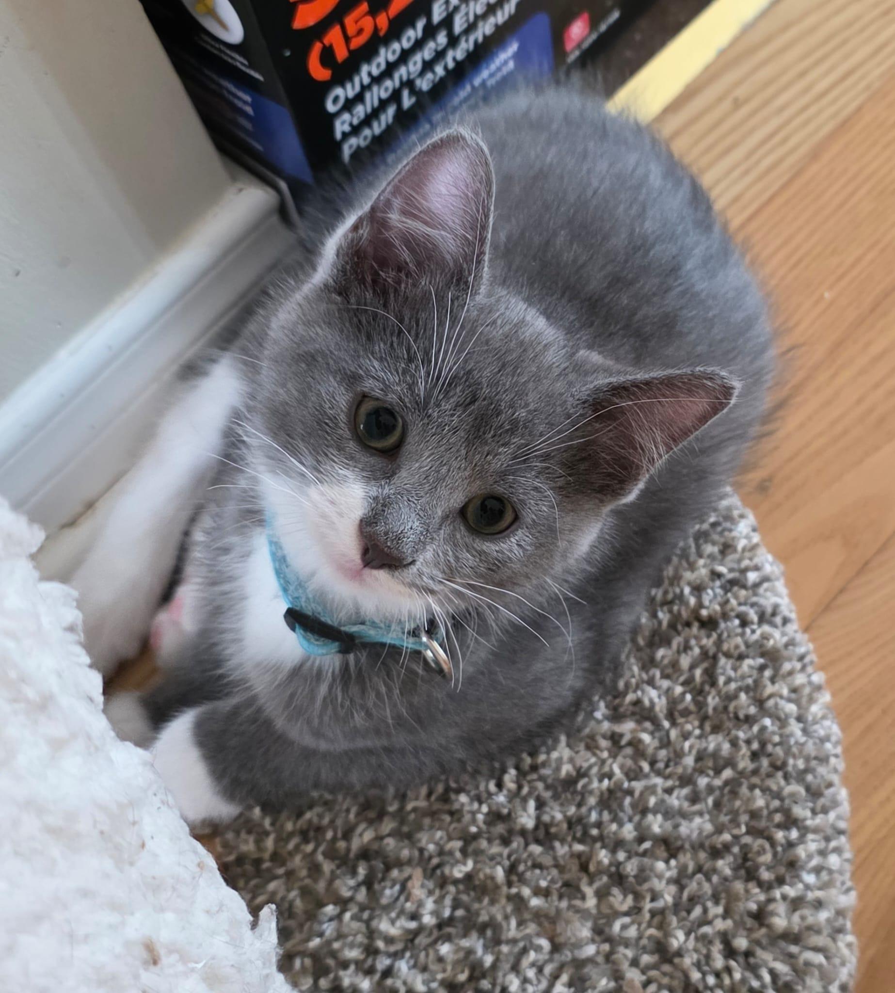 Enlarge Mafusan, a ADOPTABLE Domestic Short Hair in Wakefield, QC image 1/1