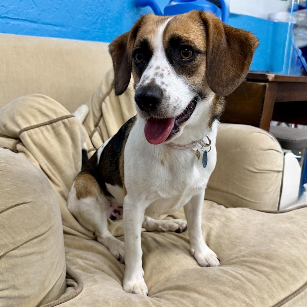 Enlarge Molly, a Adoptable mixed breed in Hurricane, UT image 3/5