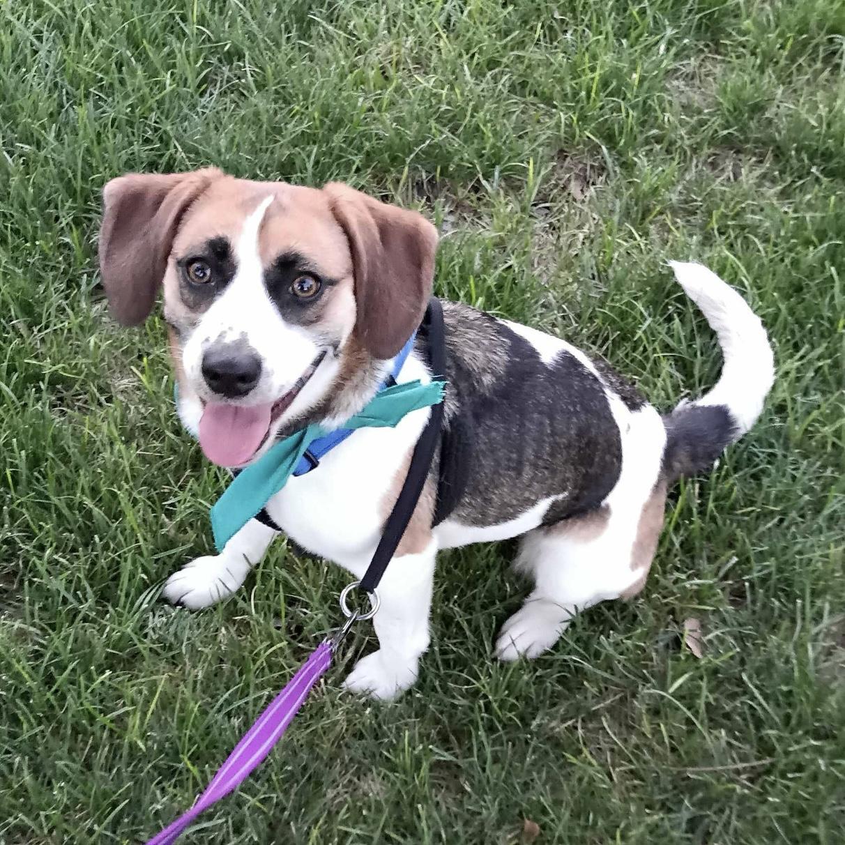 Enlarge Molly, a Adoptable mixed breed in Hurricane, UT image 2/5