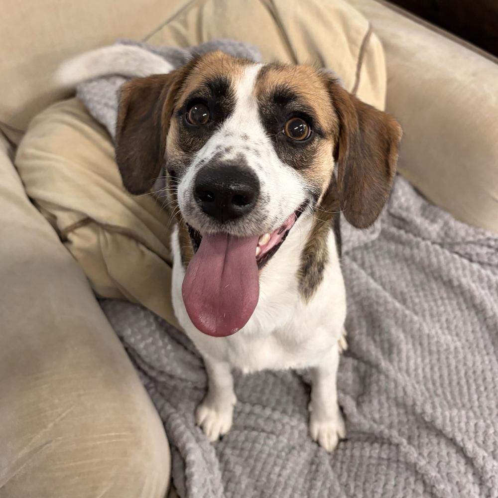 Enlarge Molly, a Adoptable mixed breed in Hurricane, UT image 4/5