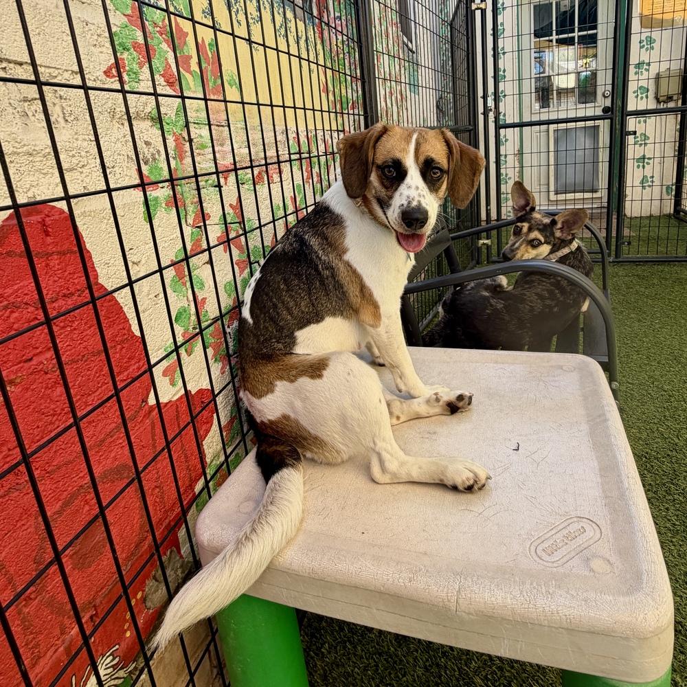 Enlarge Molly, a Adoptable mixed breed in Hurricane, UT image 5/5
