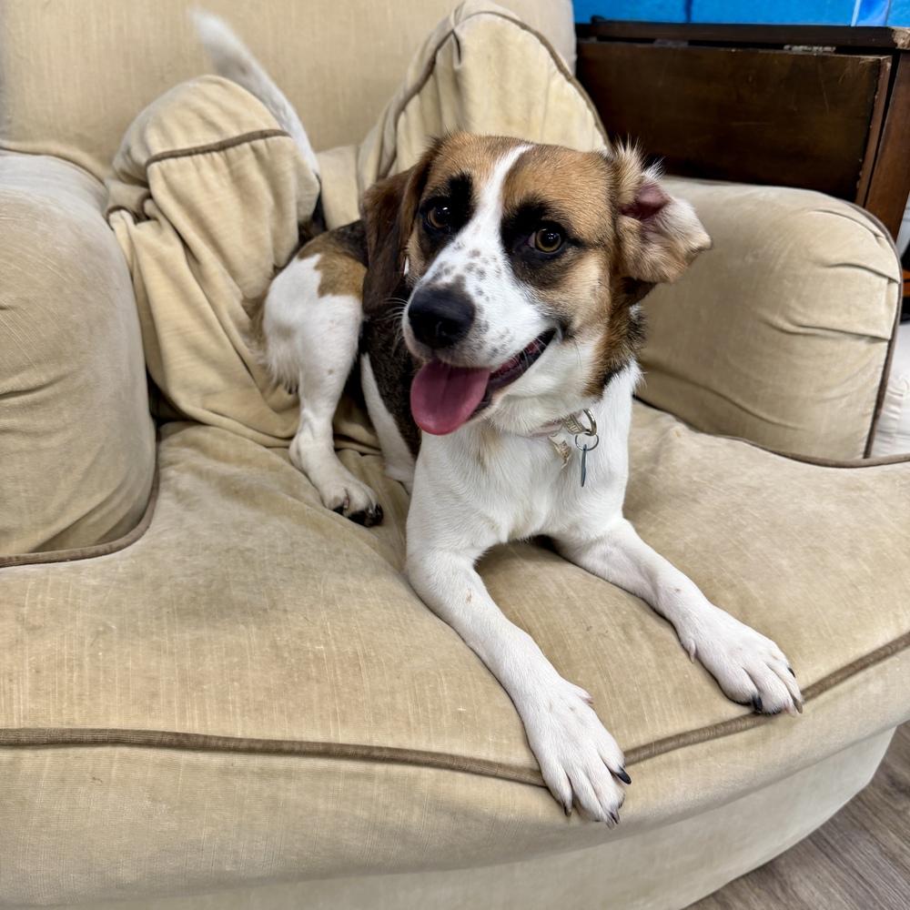 Molly, Adoptable, Young Female Beagle.