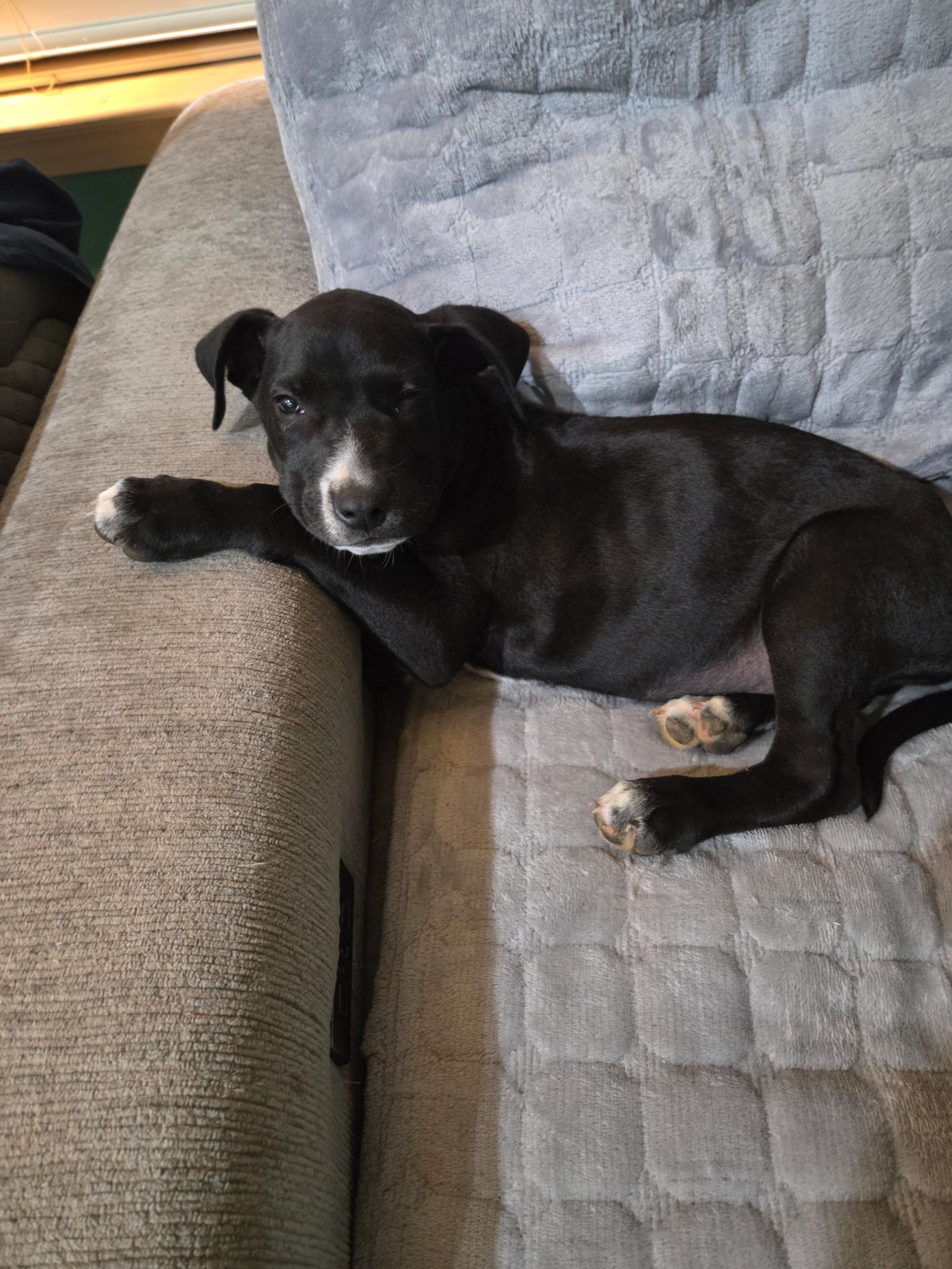 Donny, ADOPTABLE, Puppy Male Border Collie & Terrier.