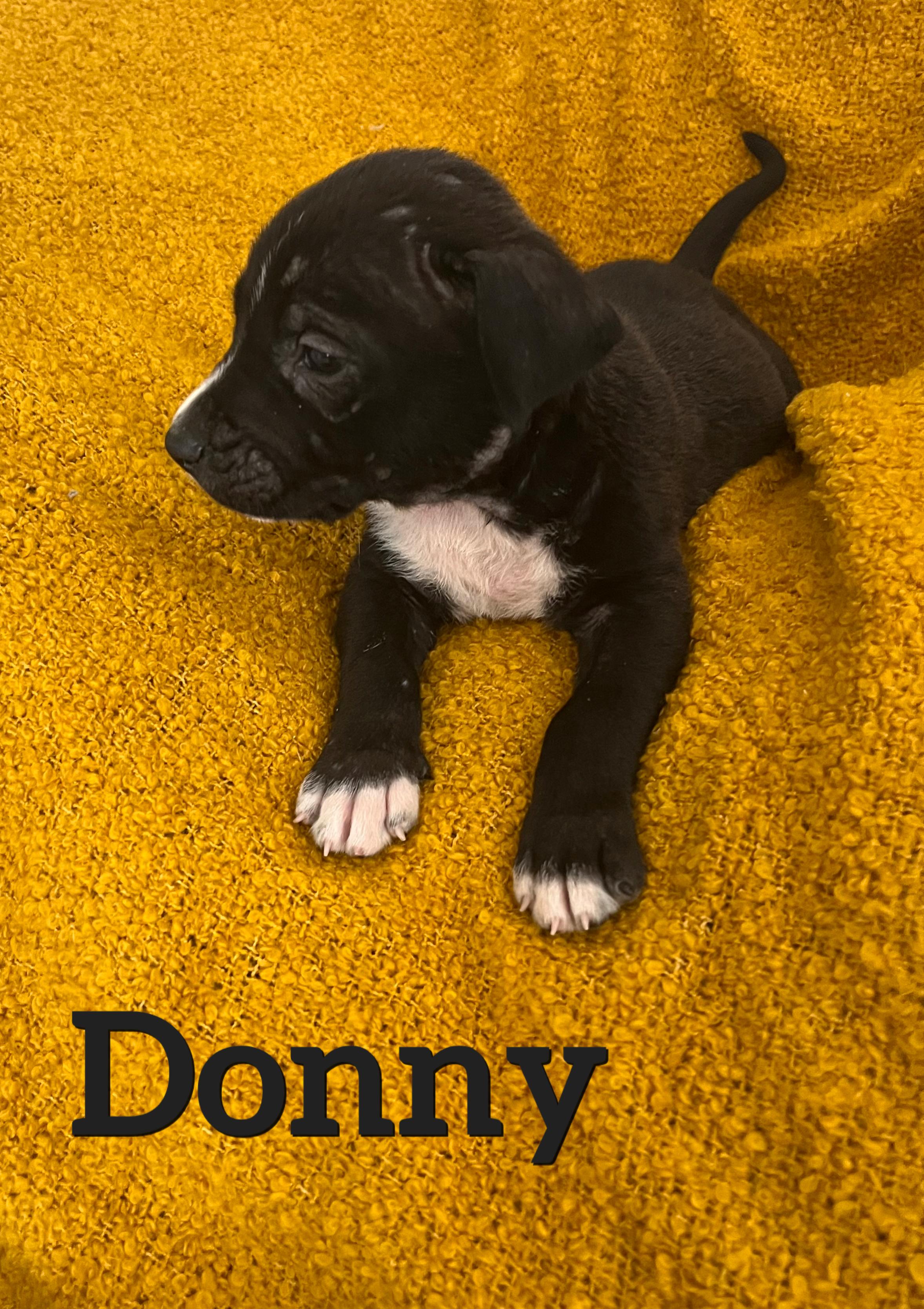Donny, ADOPTABLE, Puppy Male Border Collie.