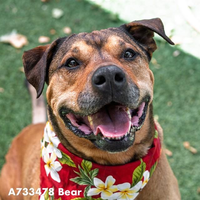 Enlarge BEAR, a Adoptable Mastiff in Sacramento, CA image 1/1