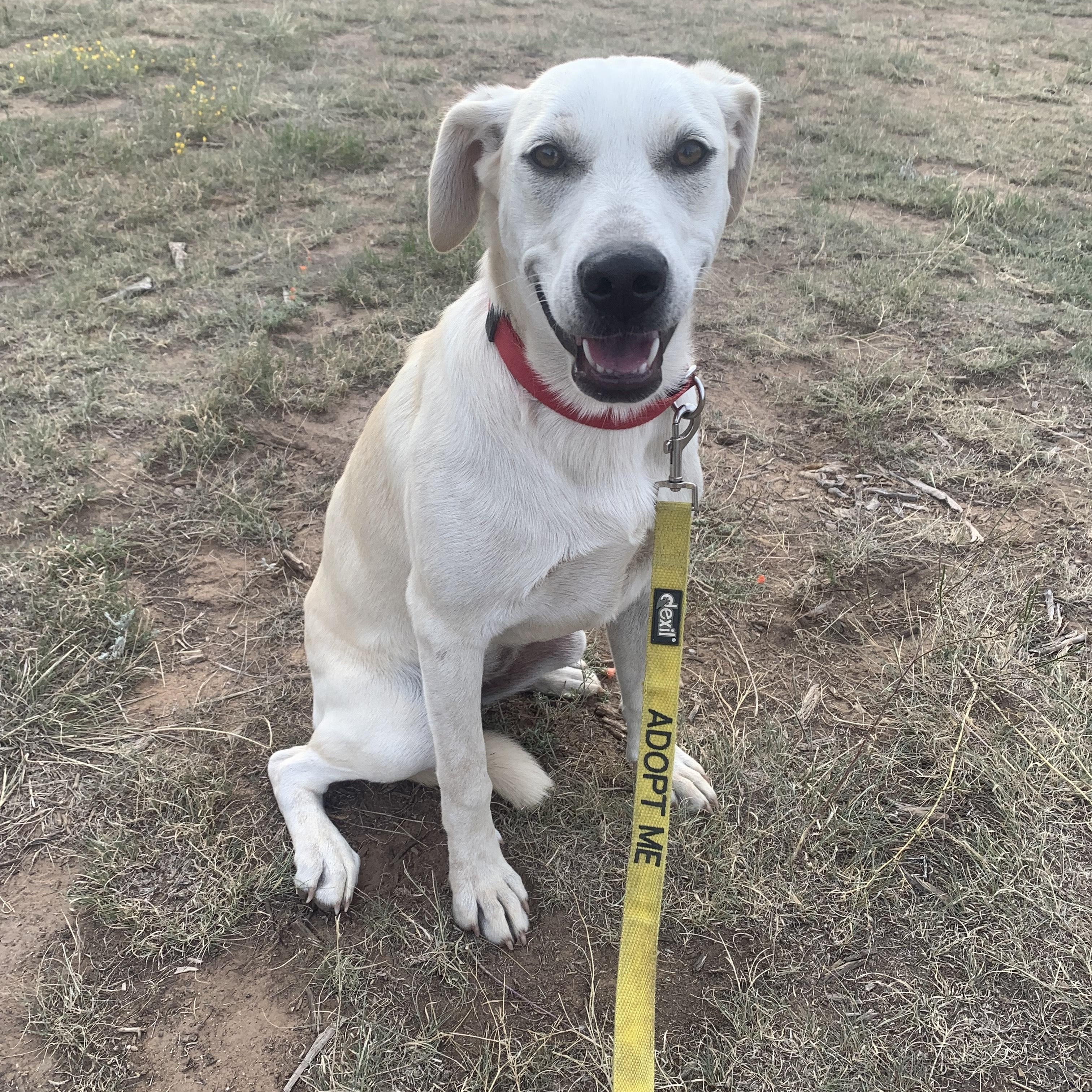 Tassel, a Adoptable mixed breed in Navajo, NM image 2/4