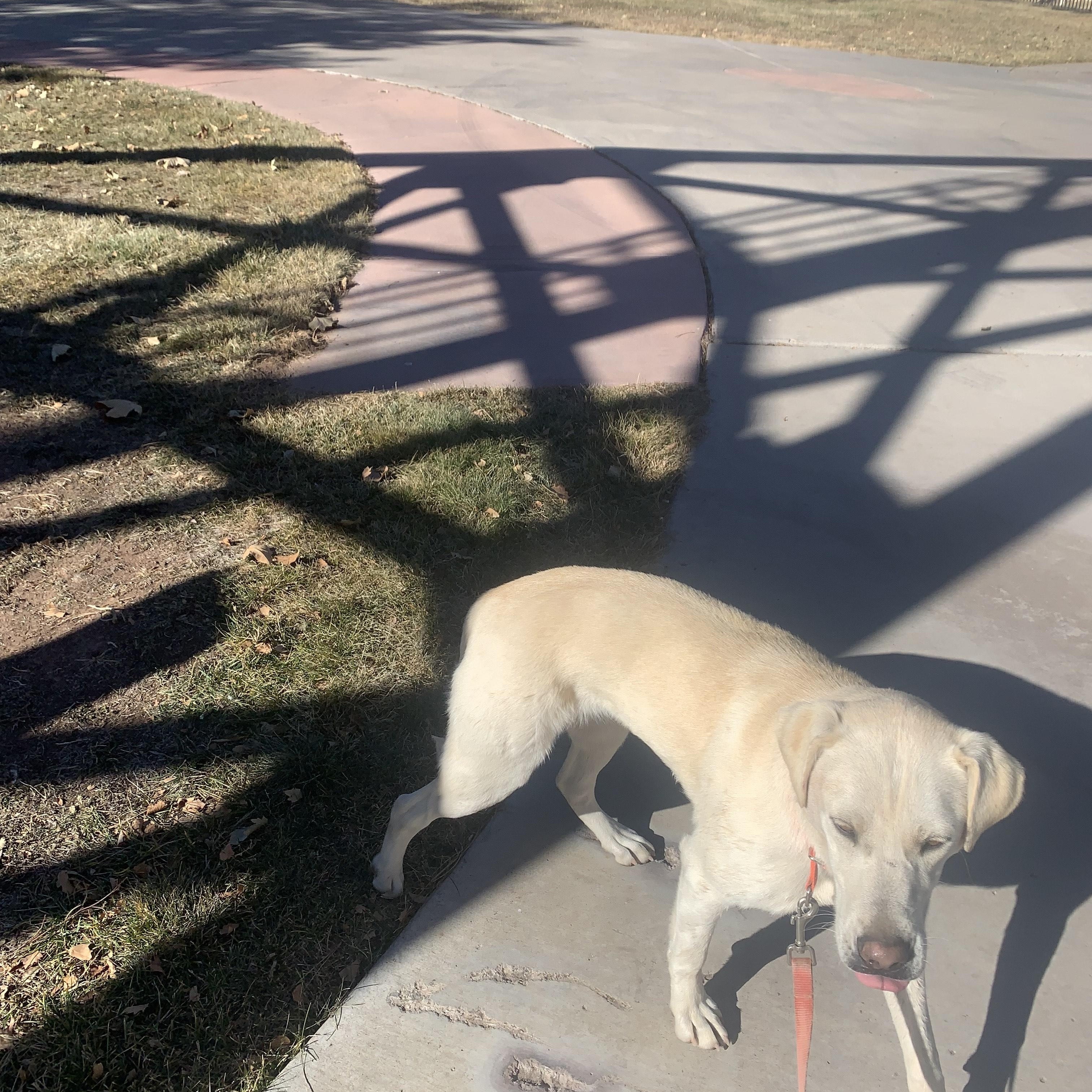 Tassel, a Adoptable mixed breed in Navajo, NM image 3/4
