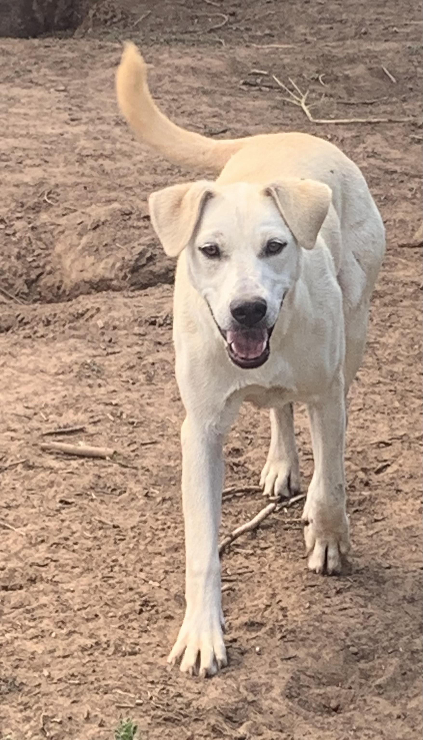 Tassel, Young Female Labrador Retriever