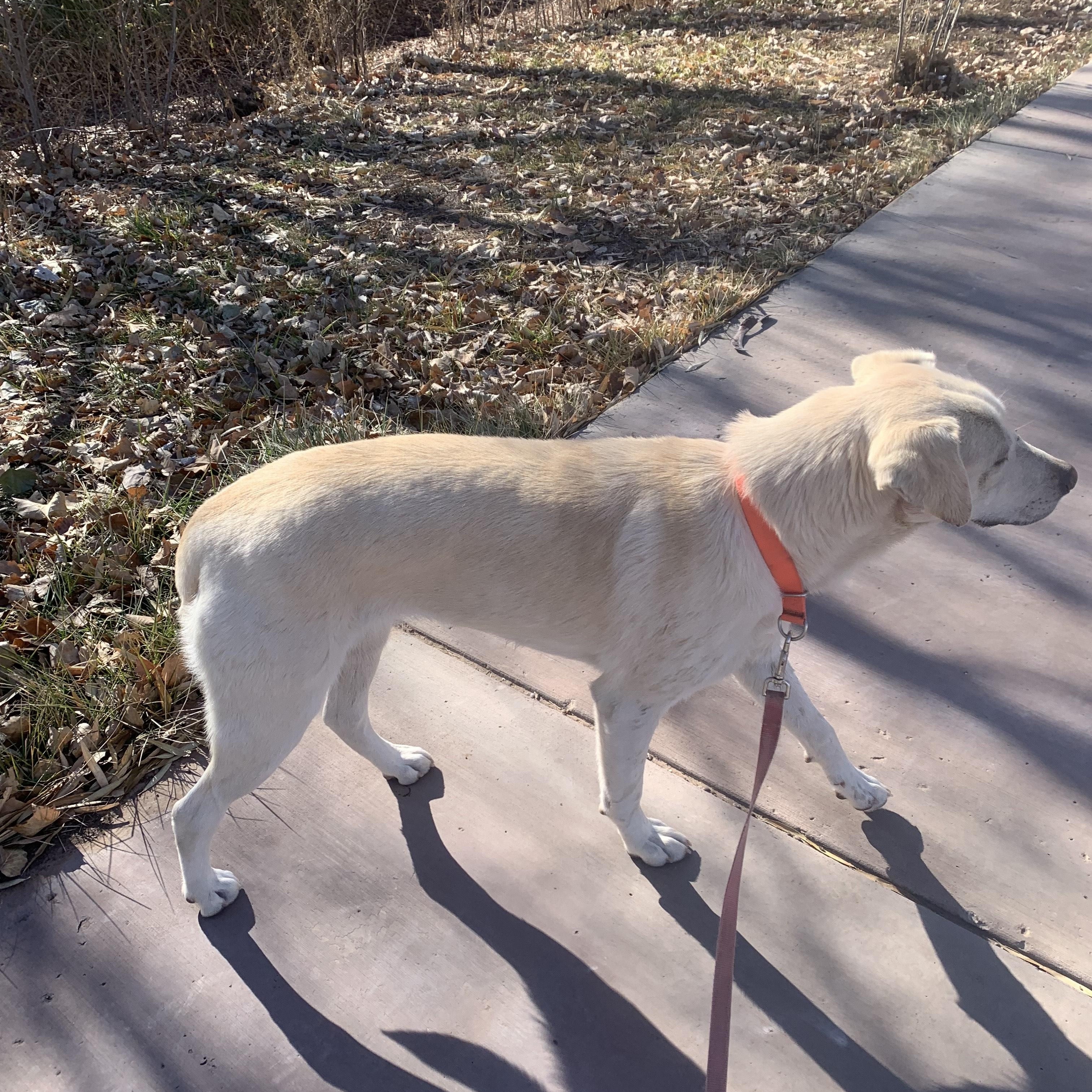 Tassel, a Adoptable mixed breed in Navajo, NM image 4/4