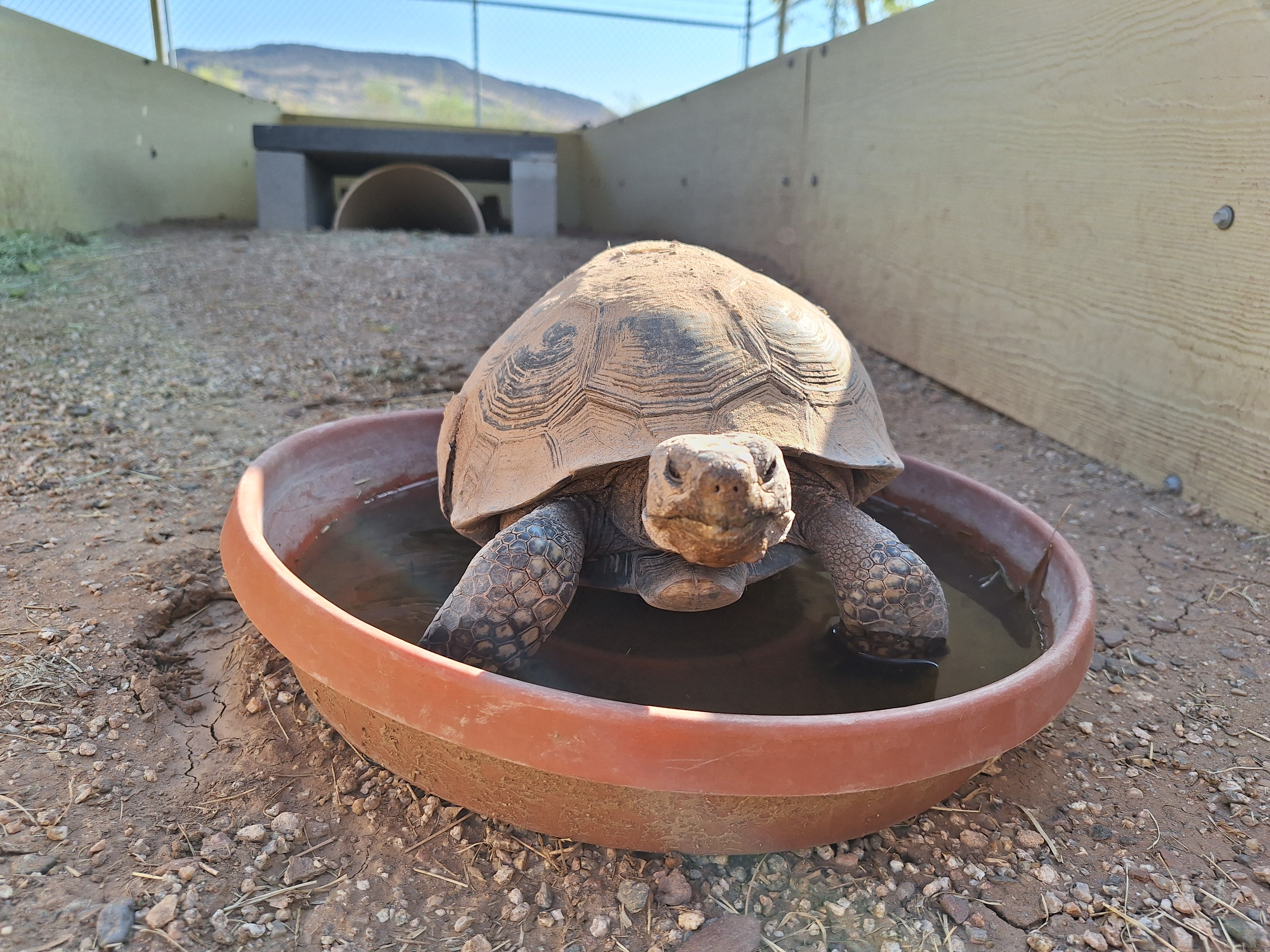 Scrungle, Adult Male unknown