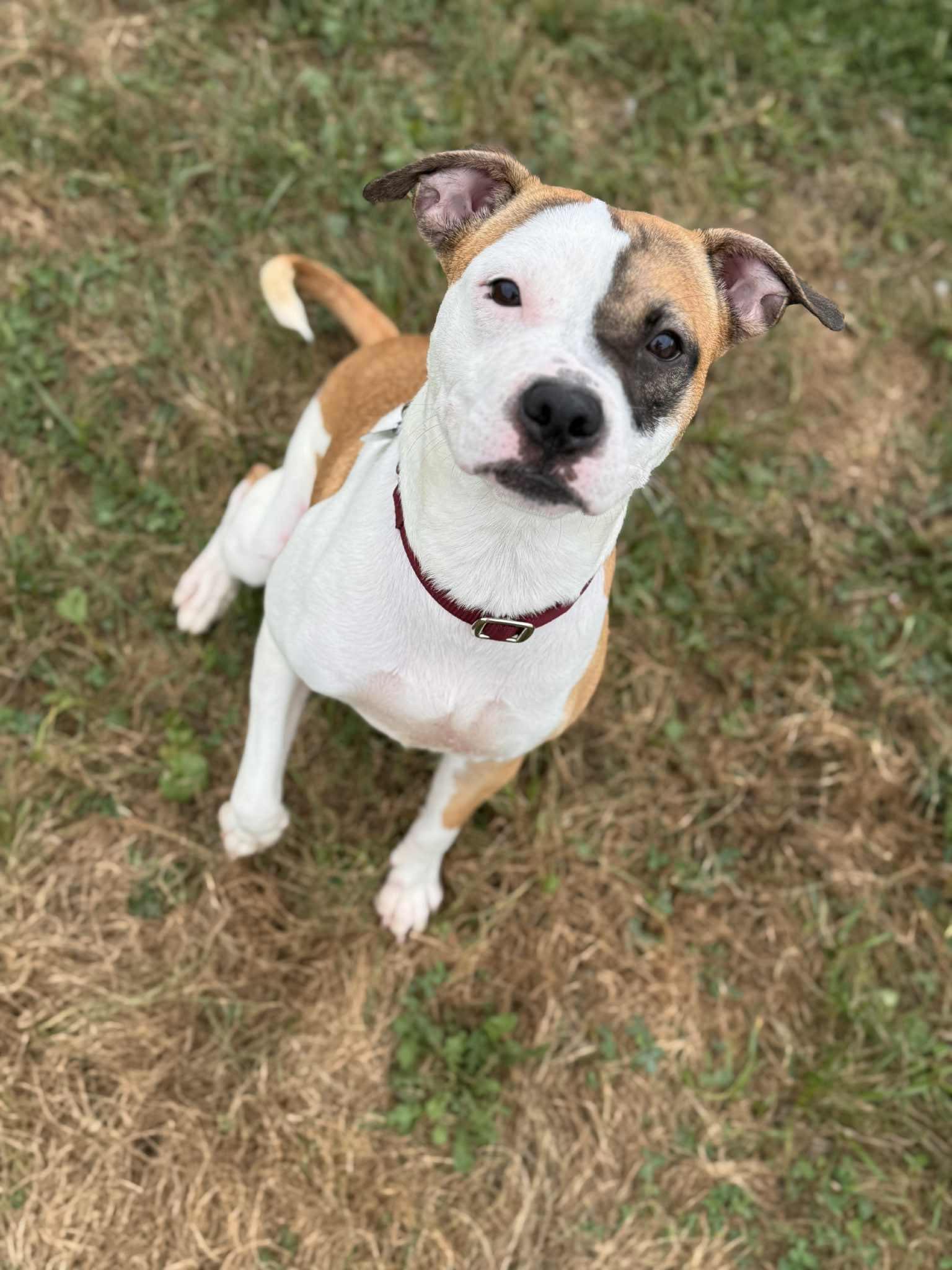 Precious Angel, adoptable, Adult Female Staffordshire Bull Terrier & Boston Terrier.