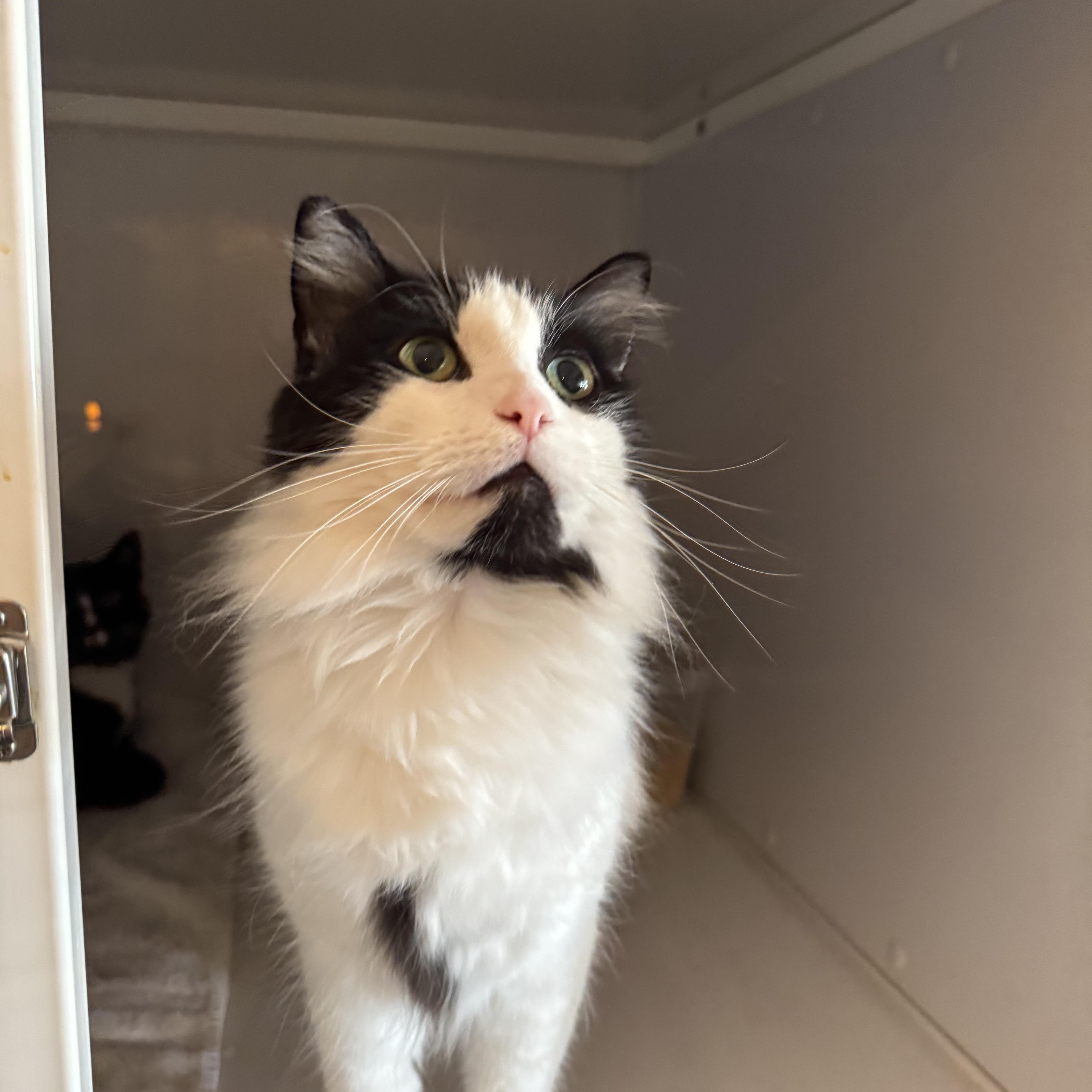 Fluffy