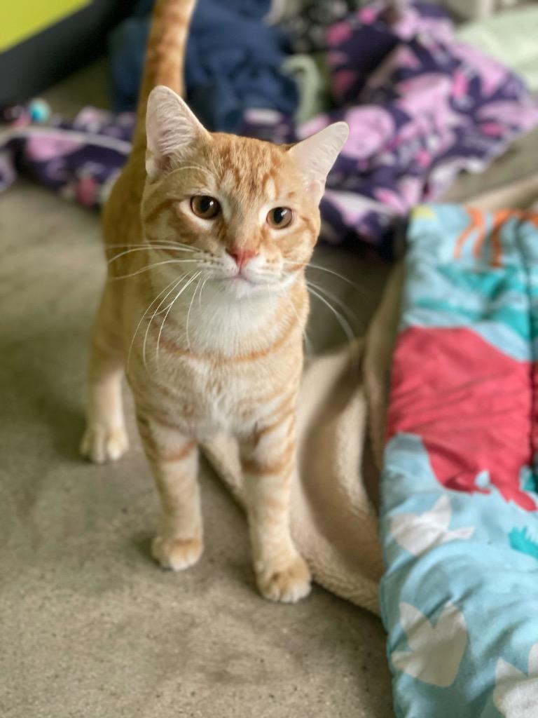 Cheeto, Adoptable, Kitten Male Domestic Short Hair.
