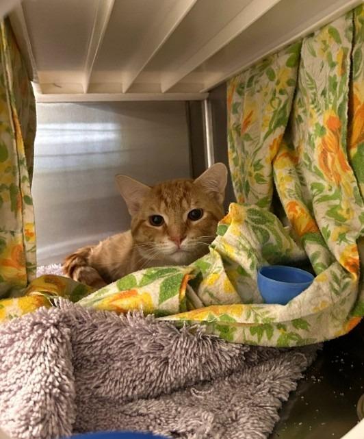 Enlarge Cheeto, a Adoptable mixed breed in Minot, ND image 2/2