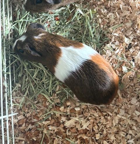 Cinnamon, Adoptable, Young Male Guinea Pig.