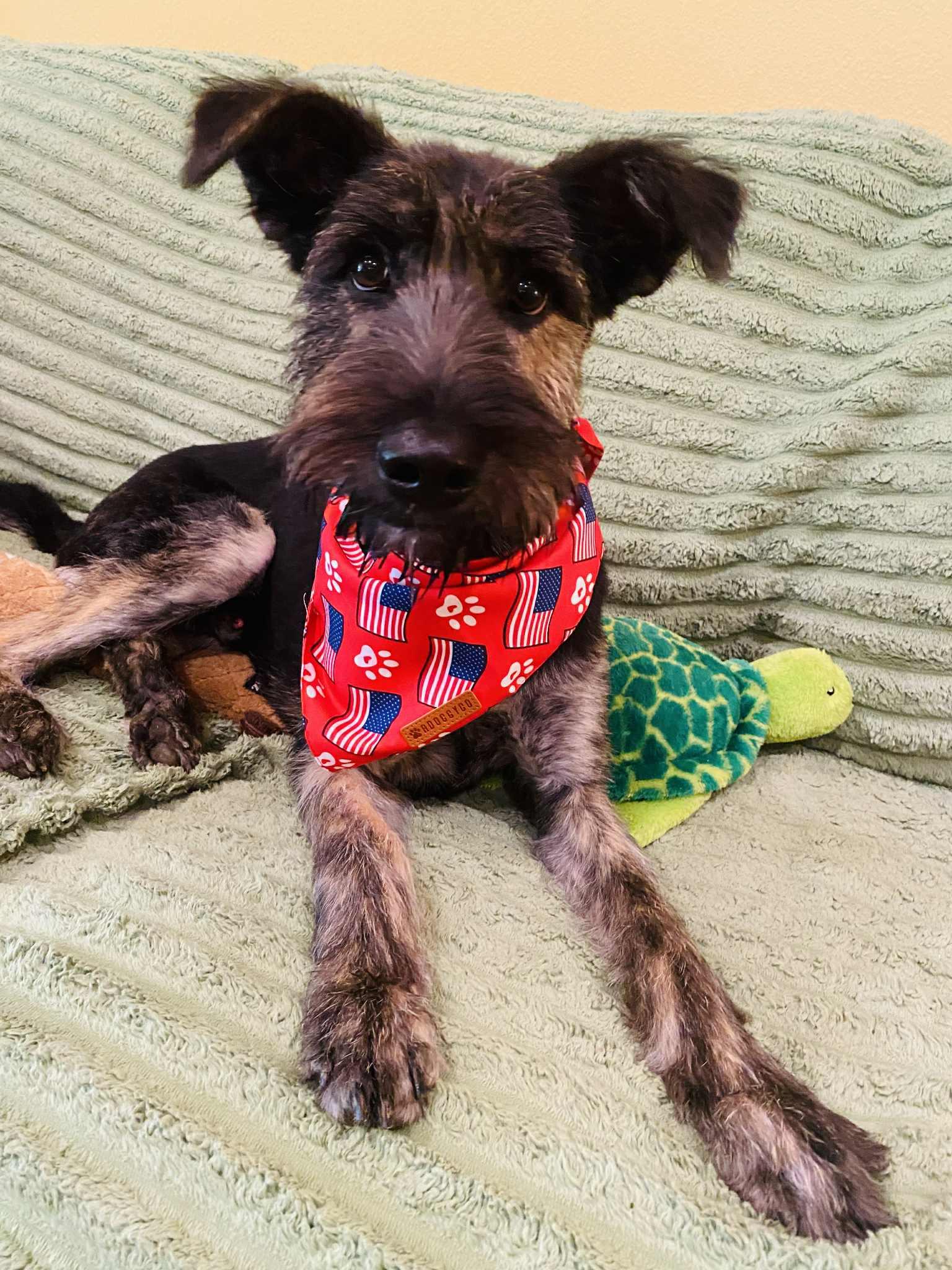 Denki, Adopted, Adult Male Schnauzer.