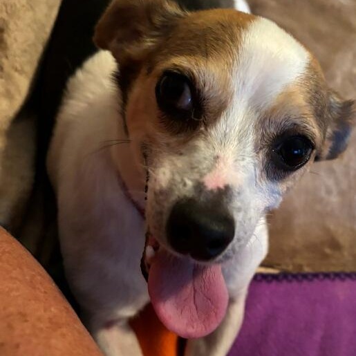 Jersey Girl, adopted, Senior Female Jack Russell Terrier.