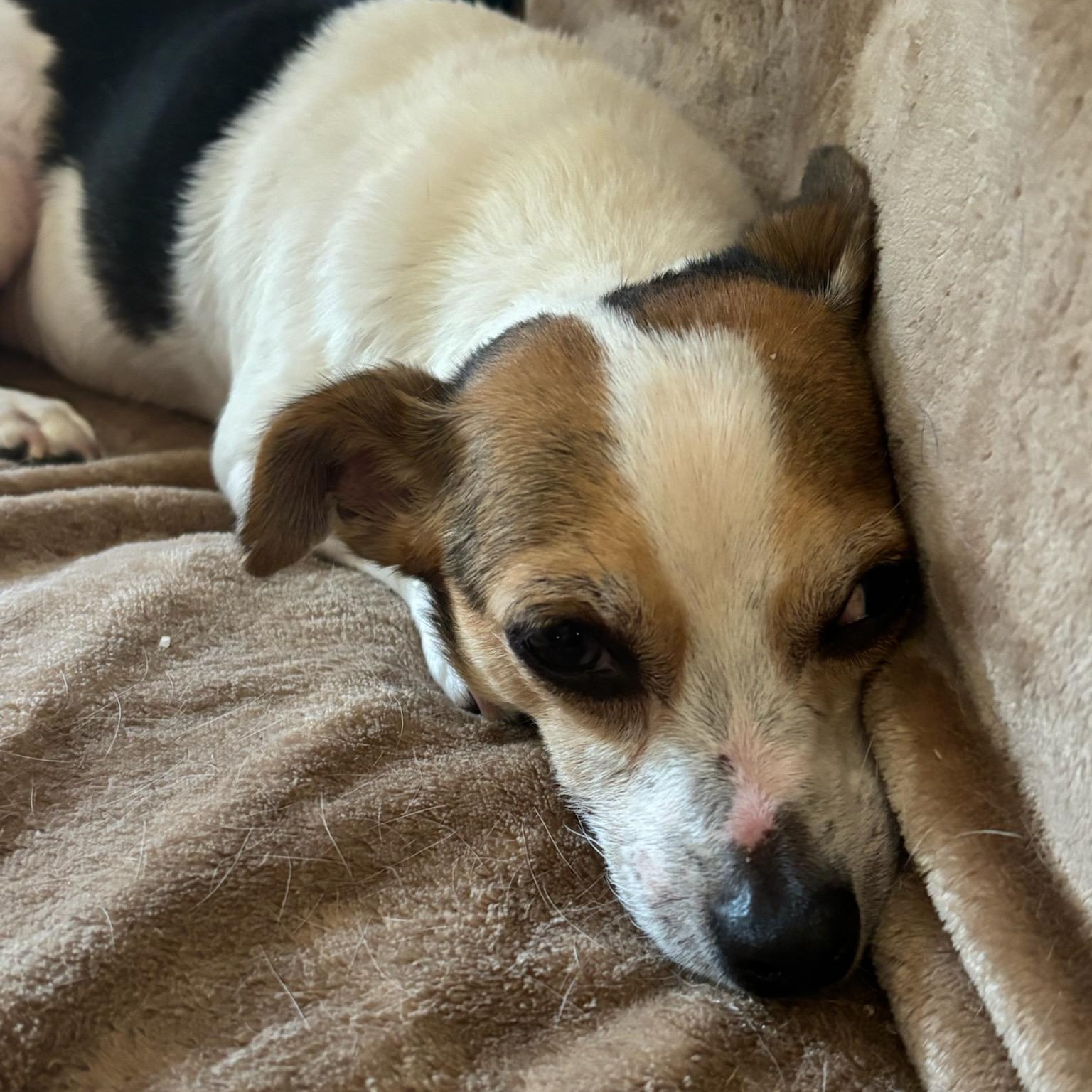 Enlarge Jersey Girl, an adopted Jack Russell Terrier in Greenville, SC image 4/4