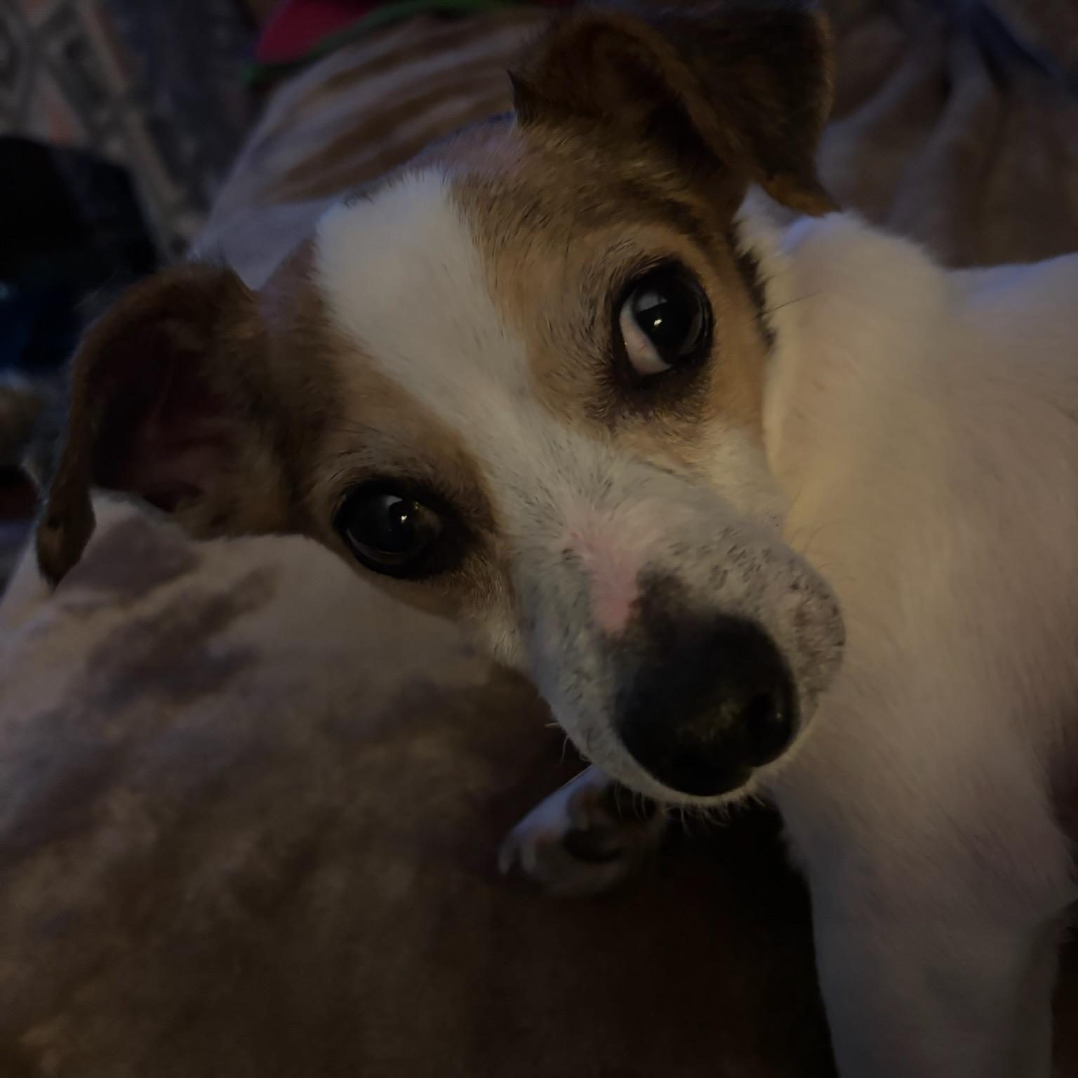 Enlarge Jersey Girl, an adopted Jack Russell Terrier in Greenville, SC image 2/4