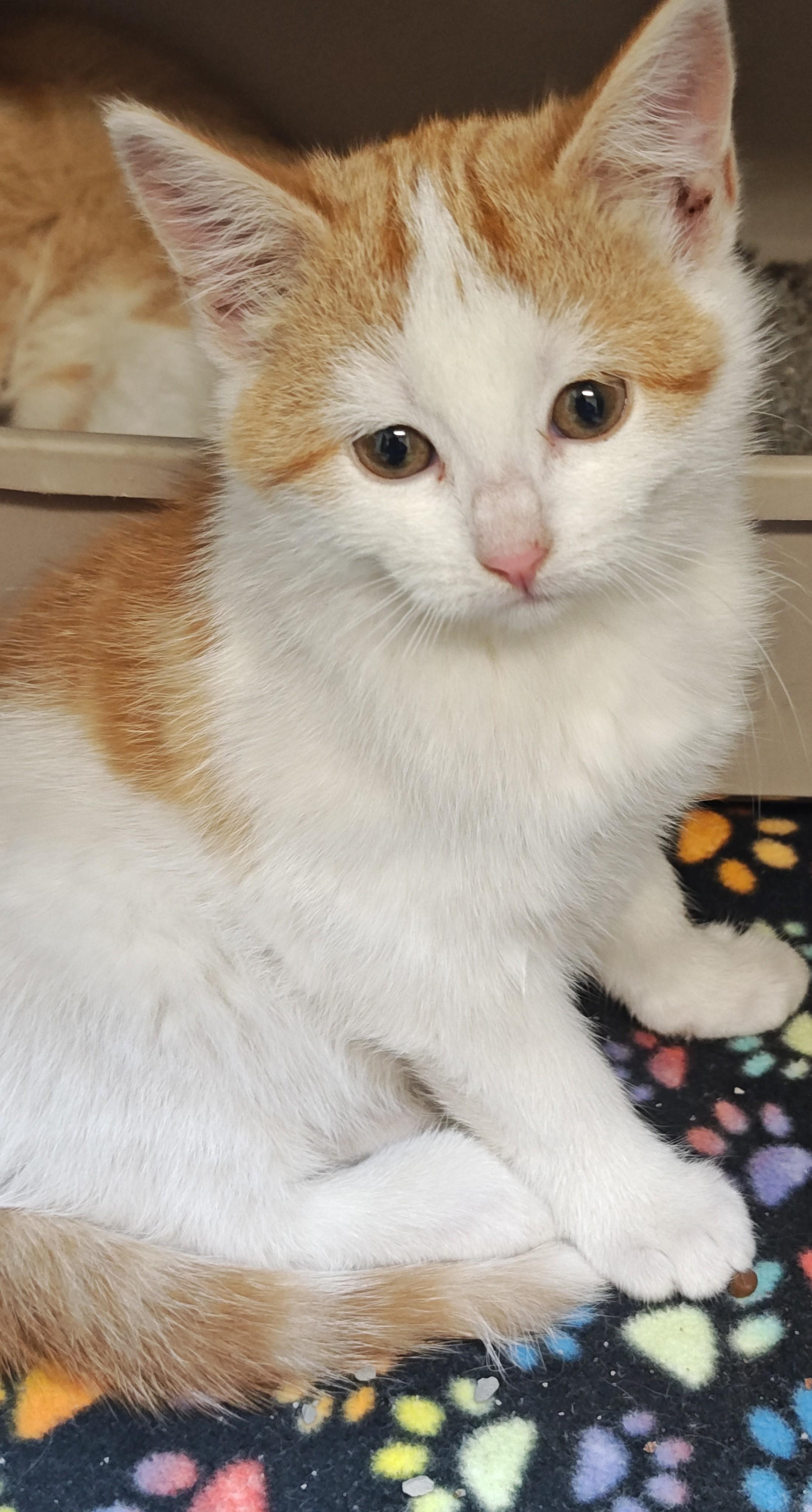 Cowgirl, Adoptable, Young Female Domestic Short Hair.