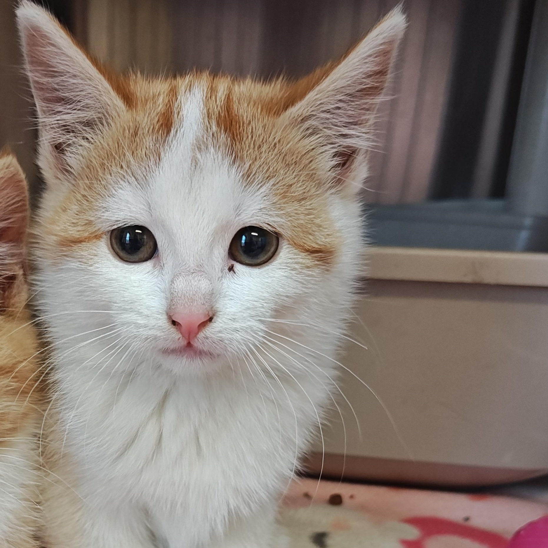 Enlarge Cowgirl, a Adoptable Domestic Short Hair in Wahpeton, ND image 2/2